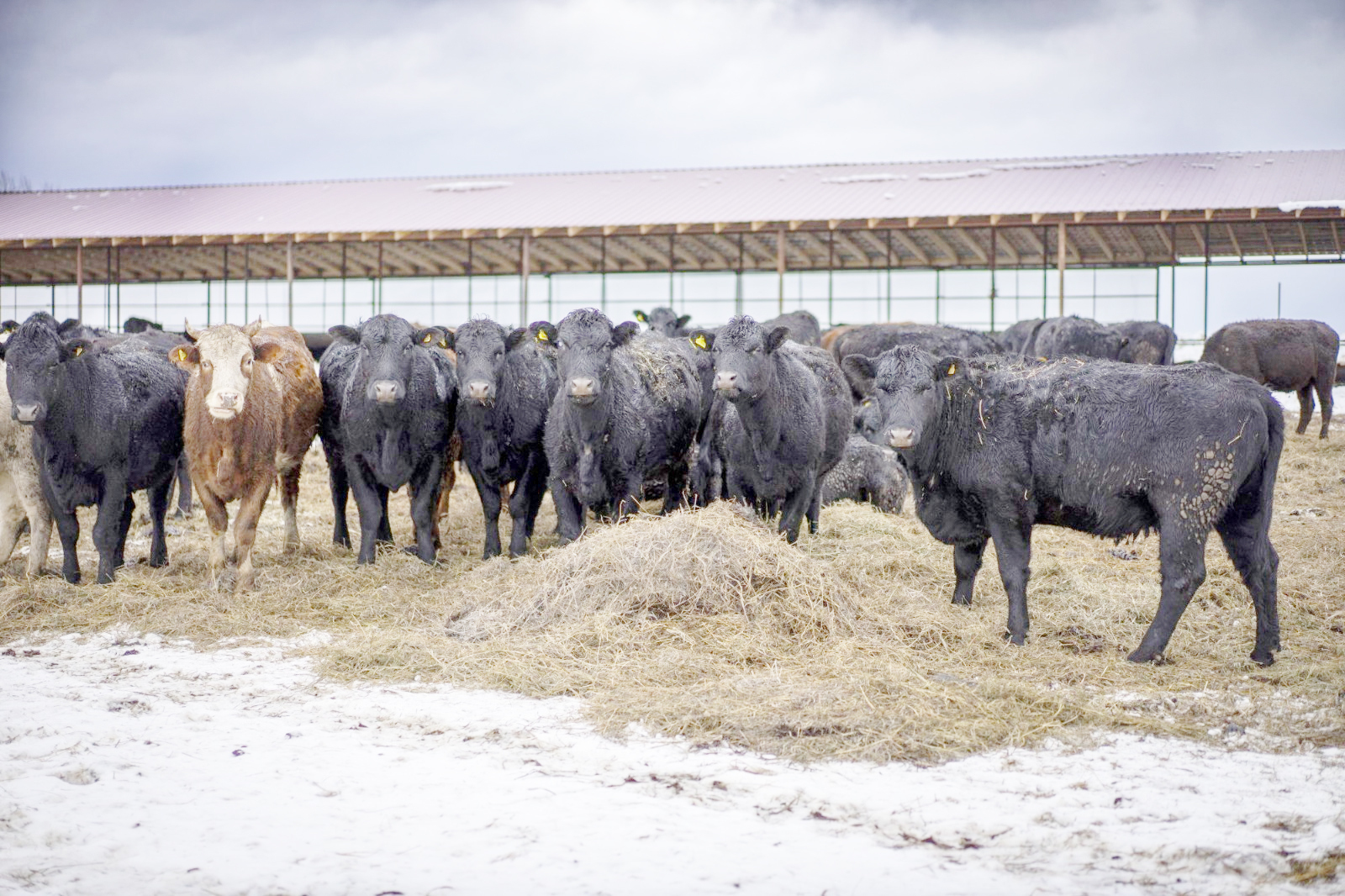 В Башкирии увеличится производство мяса