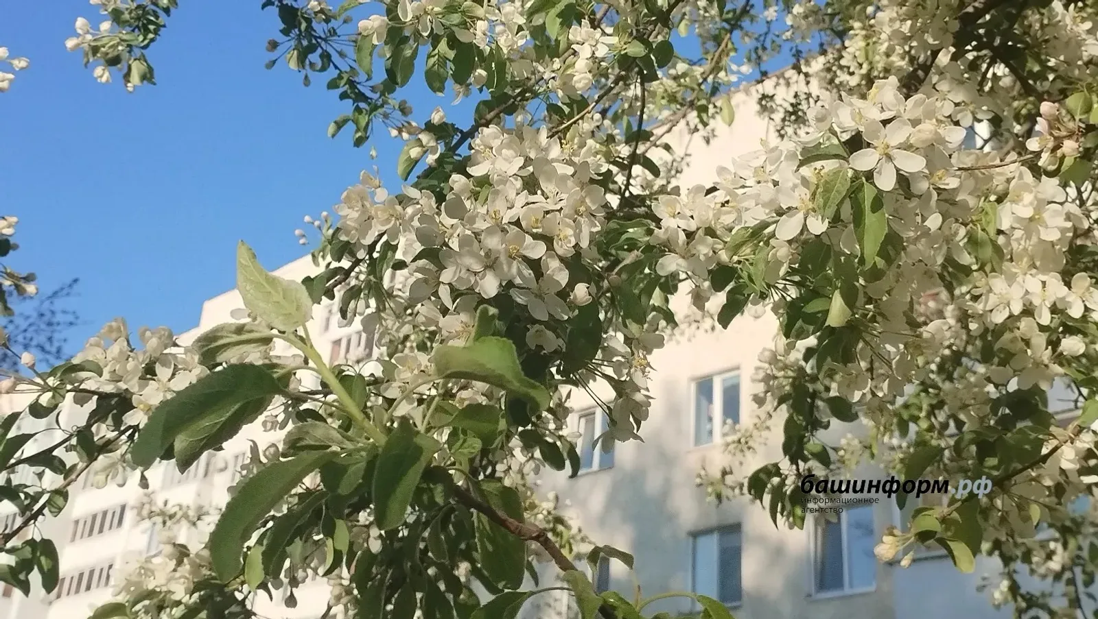 ИА Башинформ