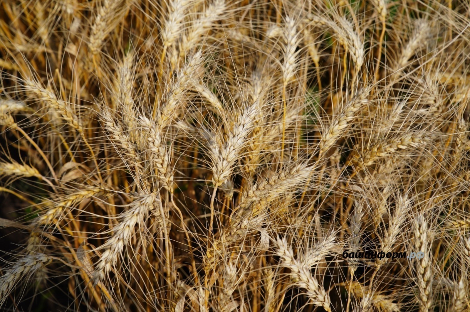 ИА Башинформ