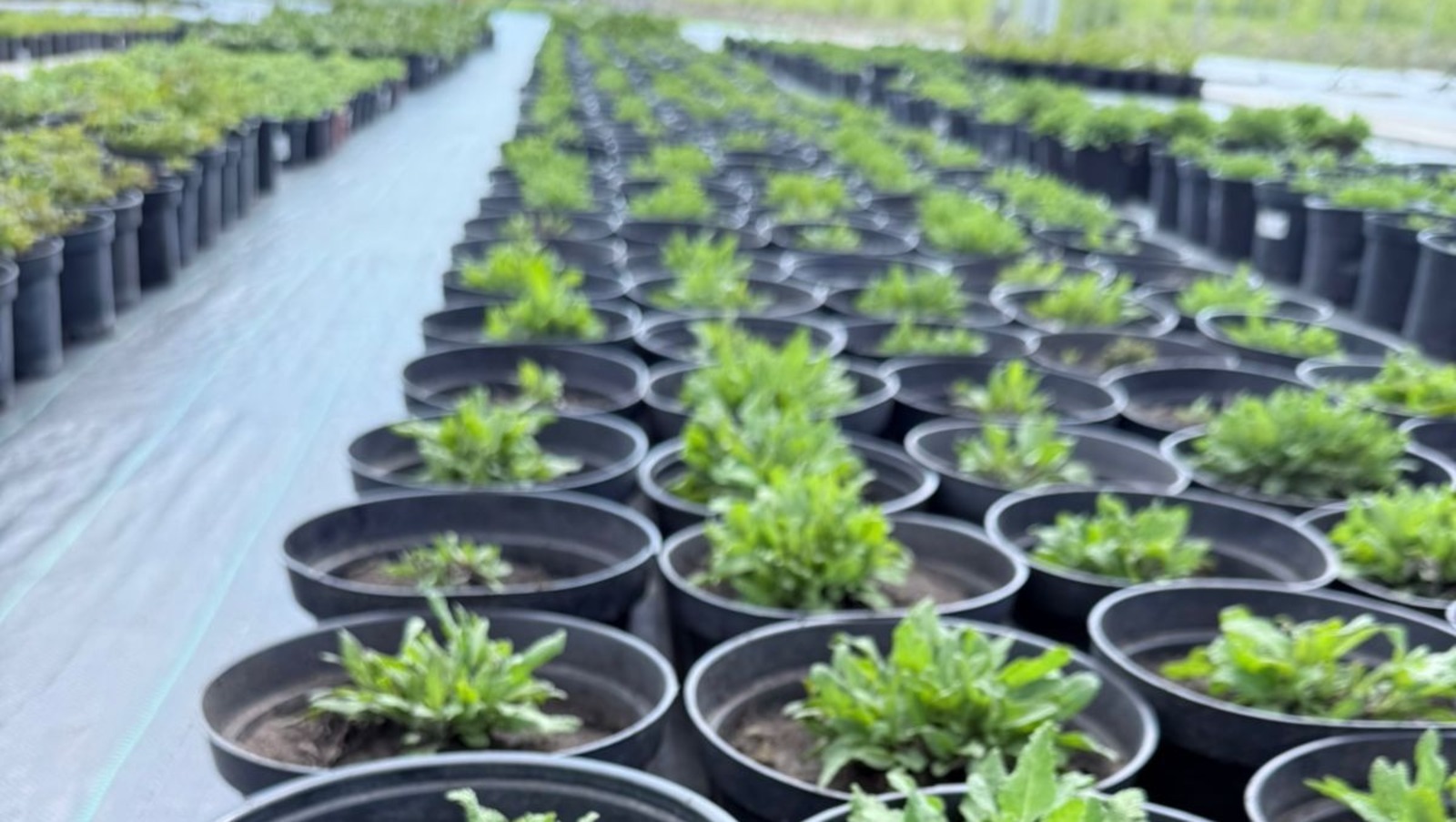 В Башкирии предпринимательницу поддержали льготным займом