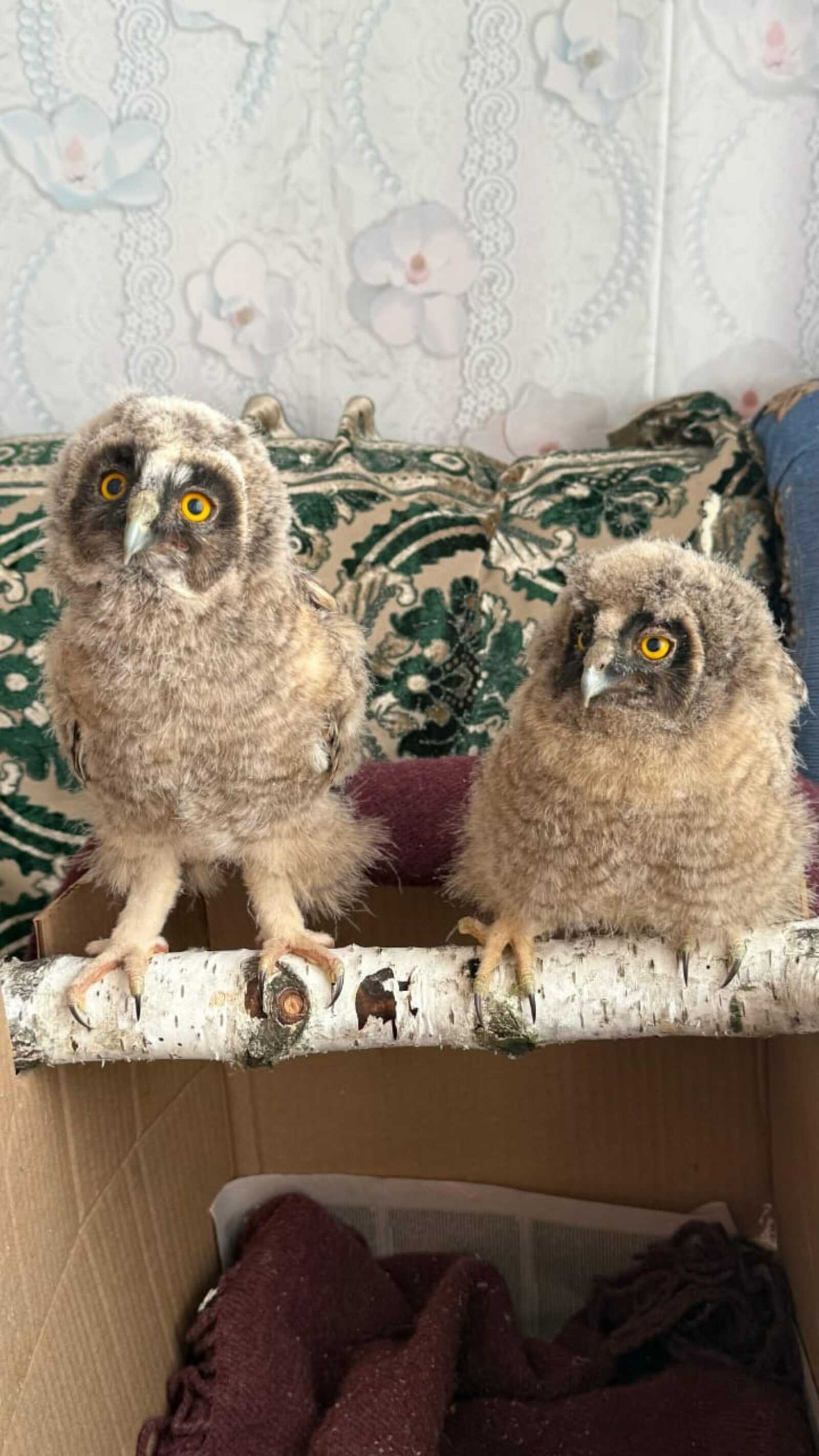 Семья из Башкирии выходила двух краснокнижных совят