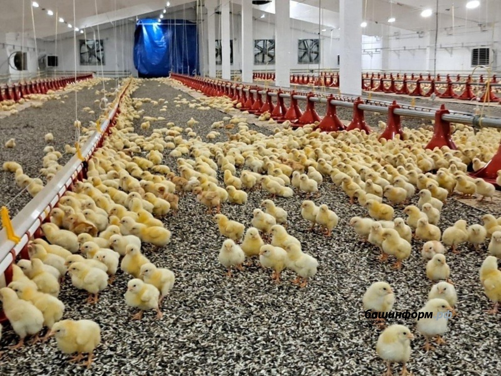 Глава Башкирии Радий Хабиров  сообщил об открытии нового корпуса птицефабрики «Чермасан»