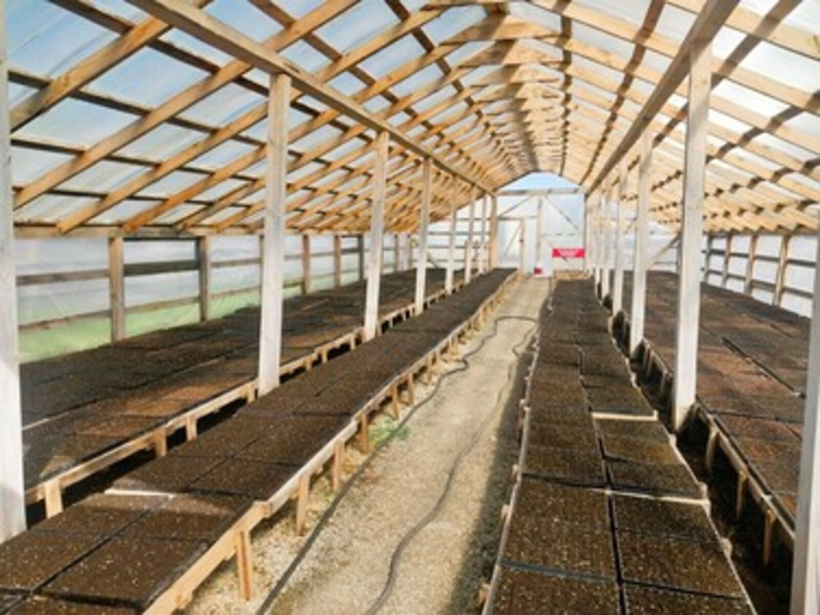 Лесоводы Башкортостана вырастят 3 млн сеянцев с закрытой корневой системой