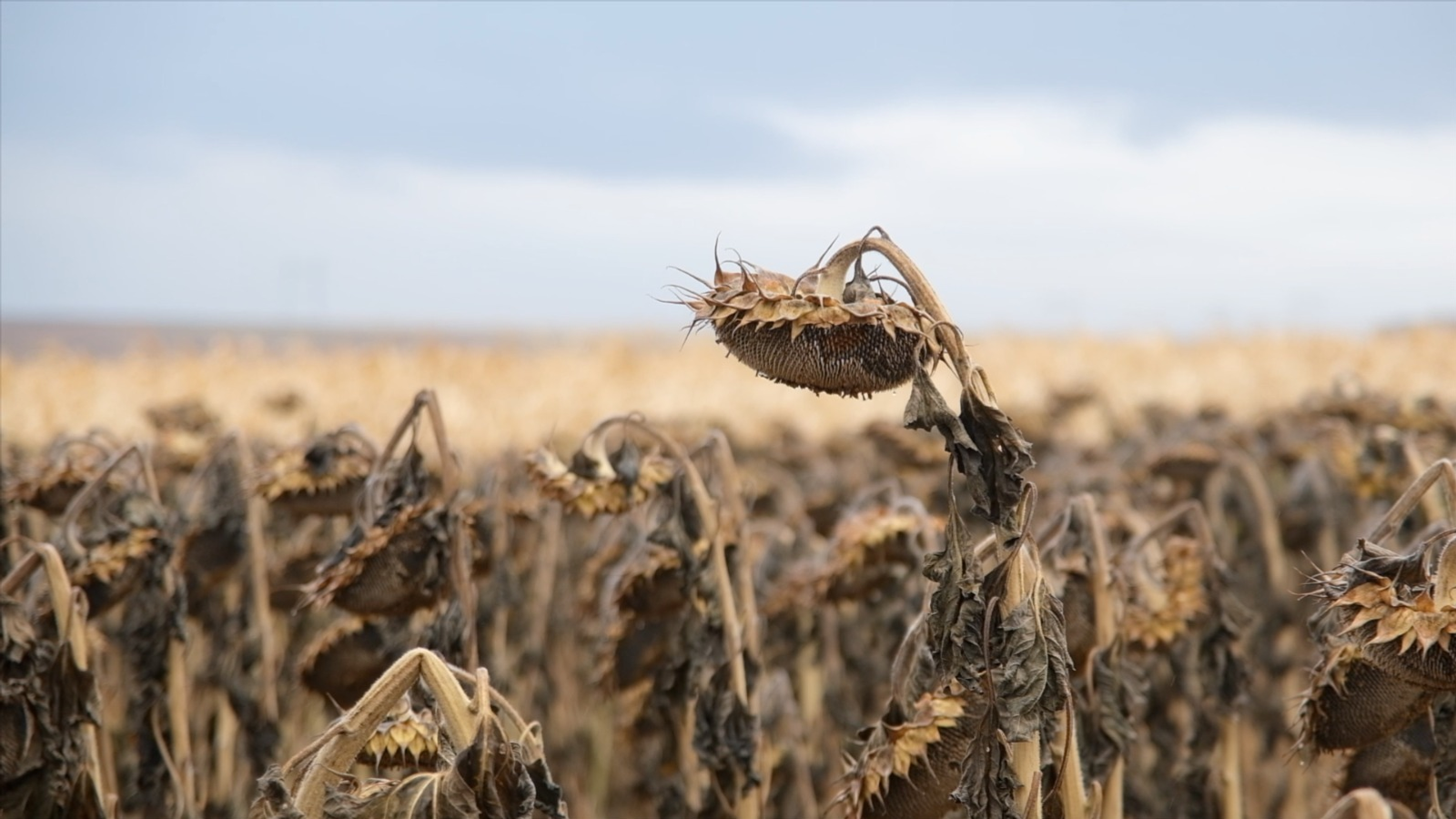 ИА Башинформ