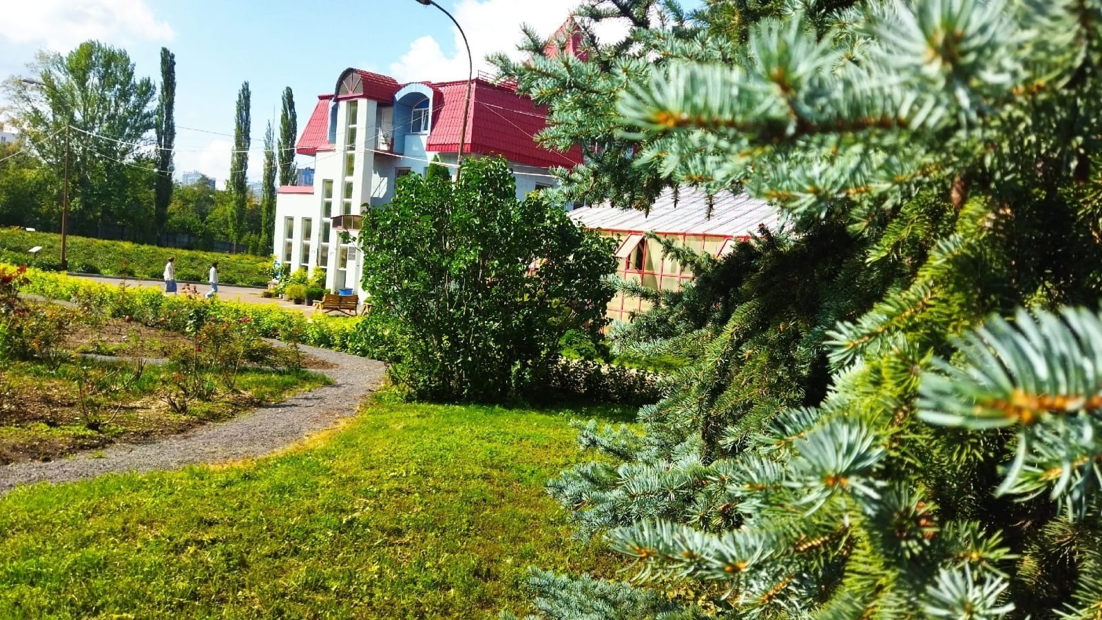 Не сажайте его: жителям Башкирии назвали опасное дерево-хищник