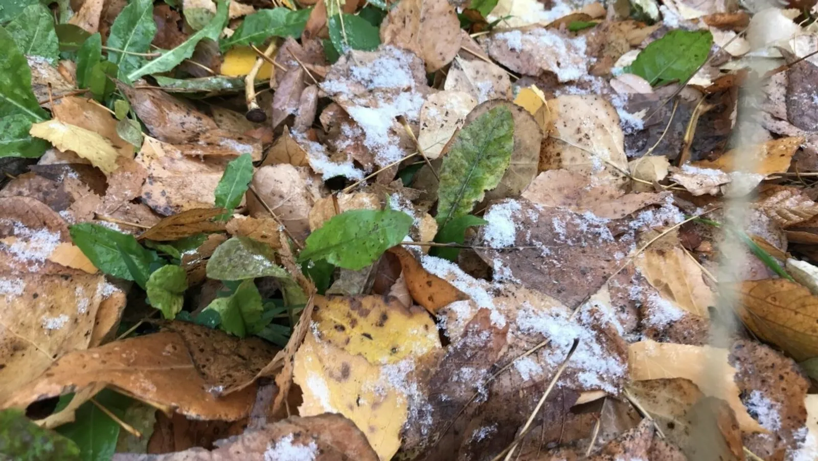 ИА Башинформ