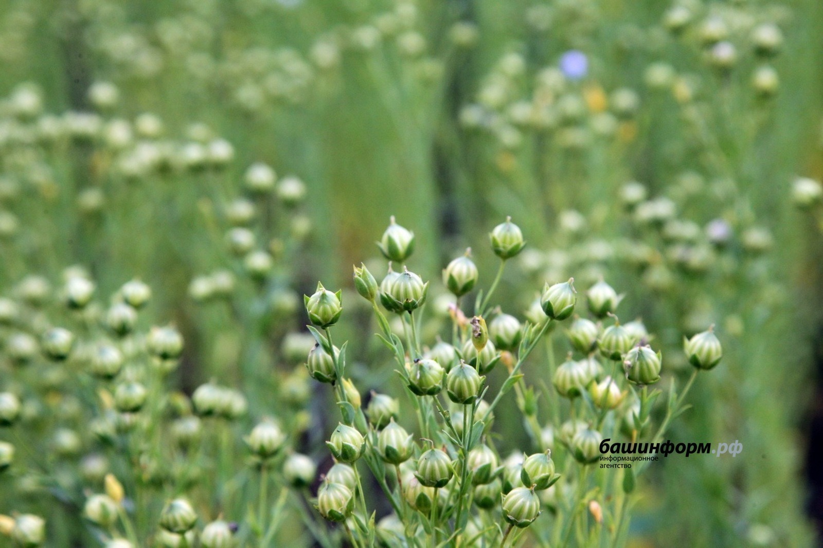 ИА Башинформ