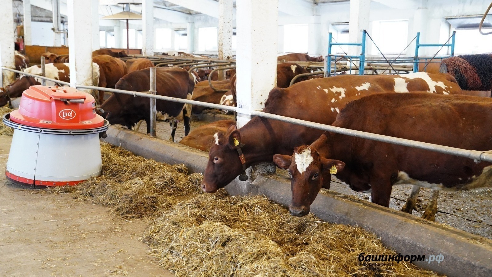 ИА Башинформ