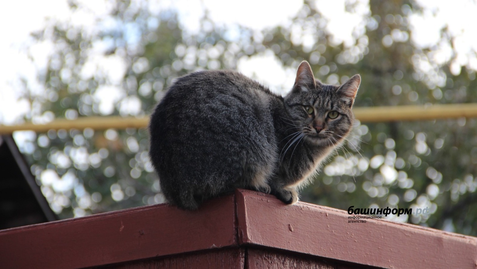 ИА Башинформ