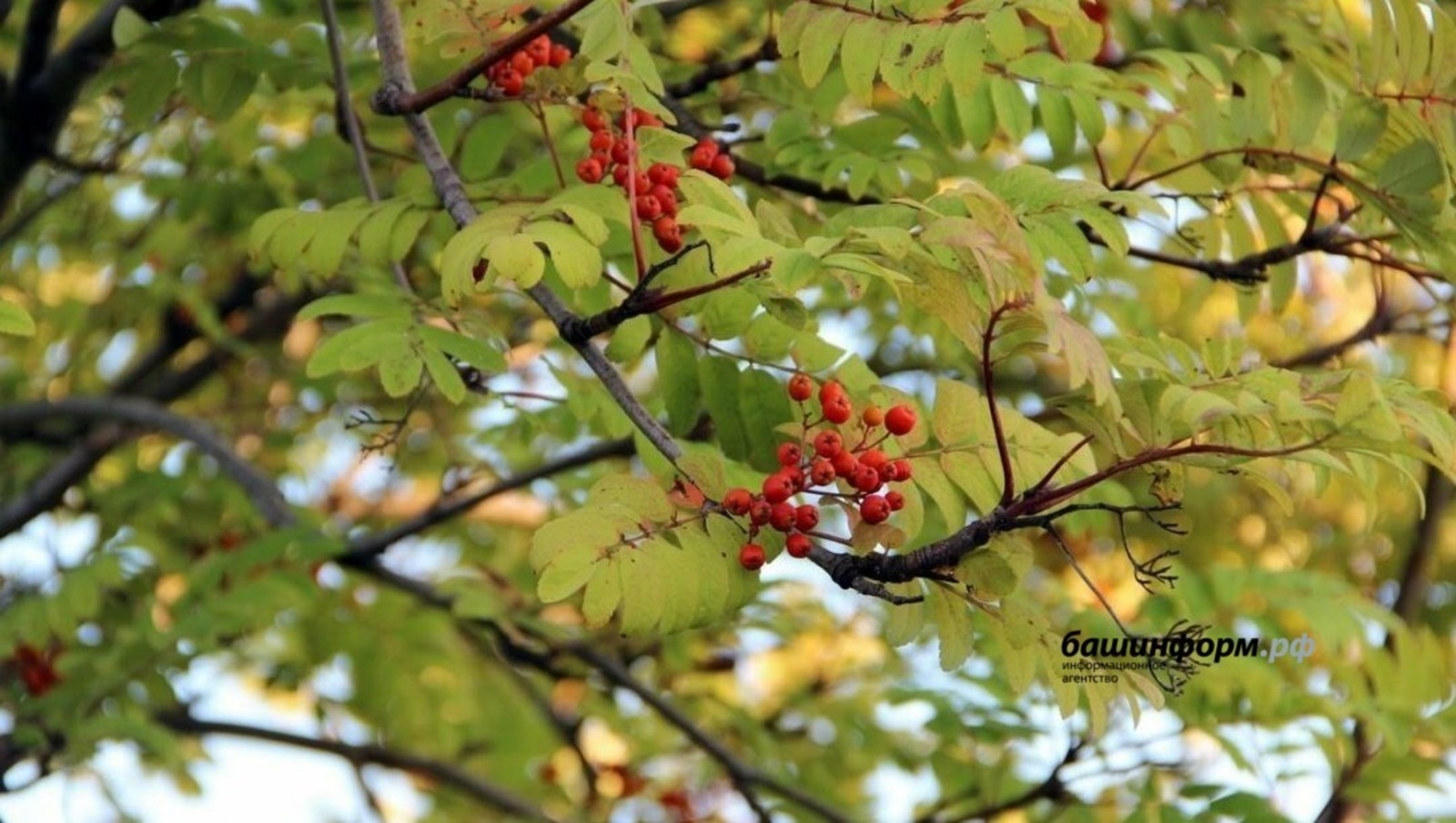 ИА Башинформ