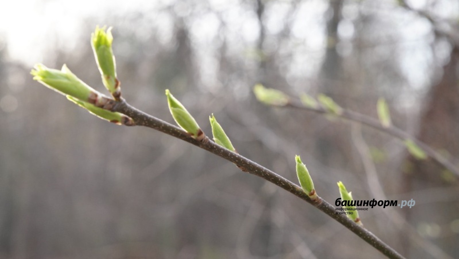 ИА Башинформ