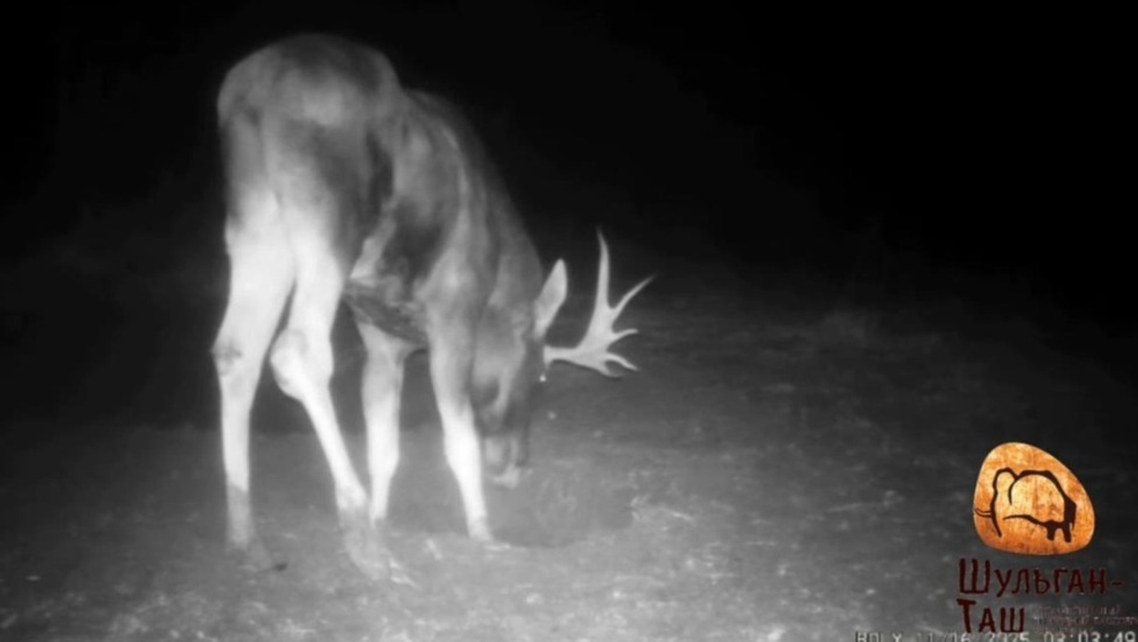 ИА Башинформ