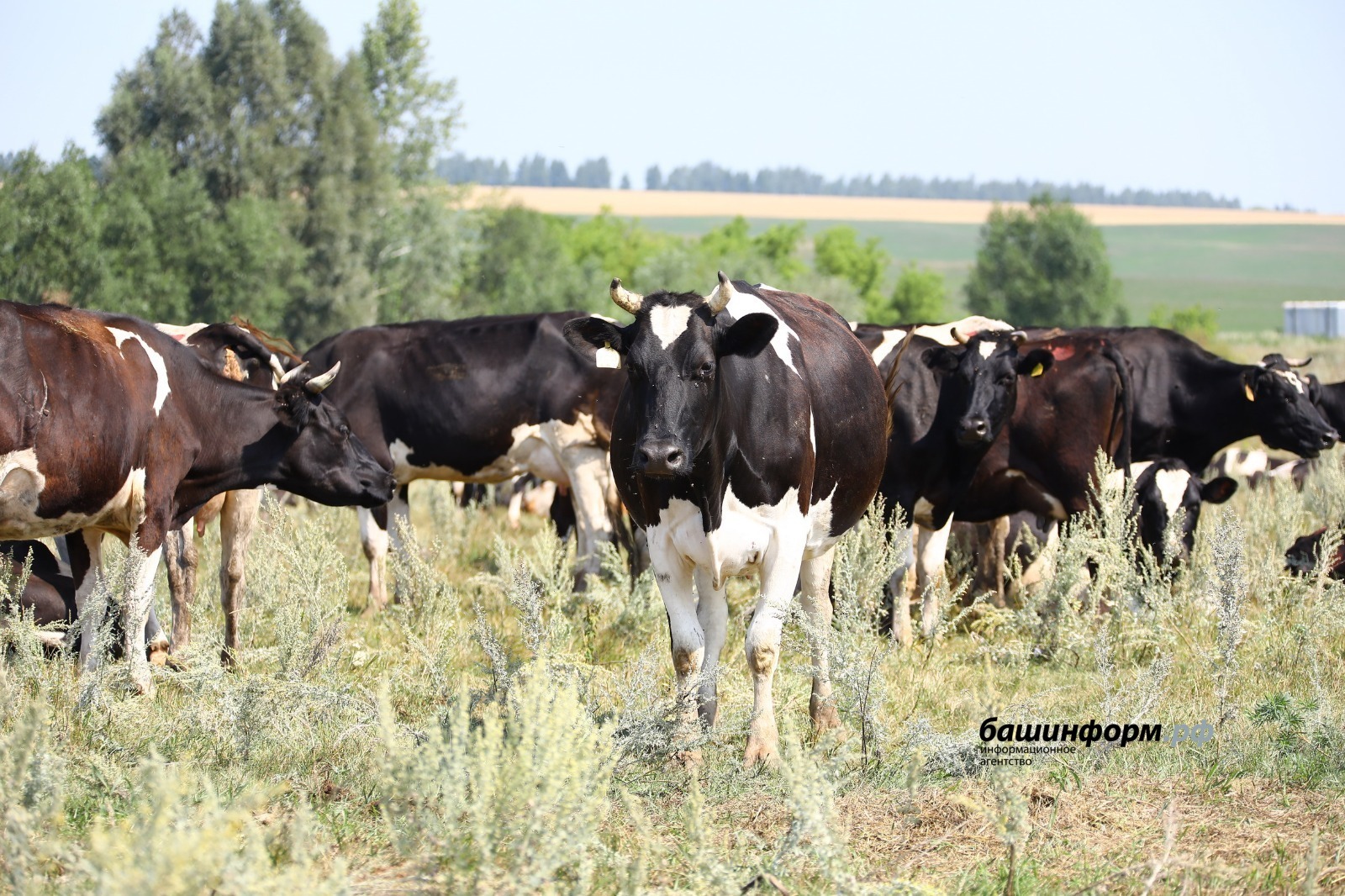 Башкирии возместят затраты на развитие геномной селекции в животноводстве