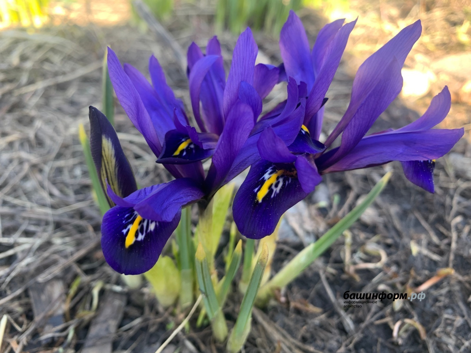 ИА Башинформ