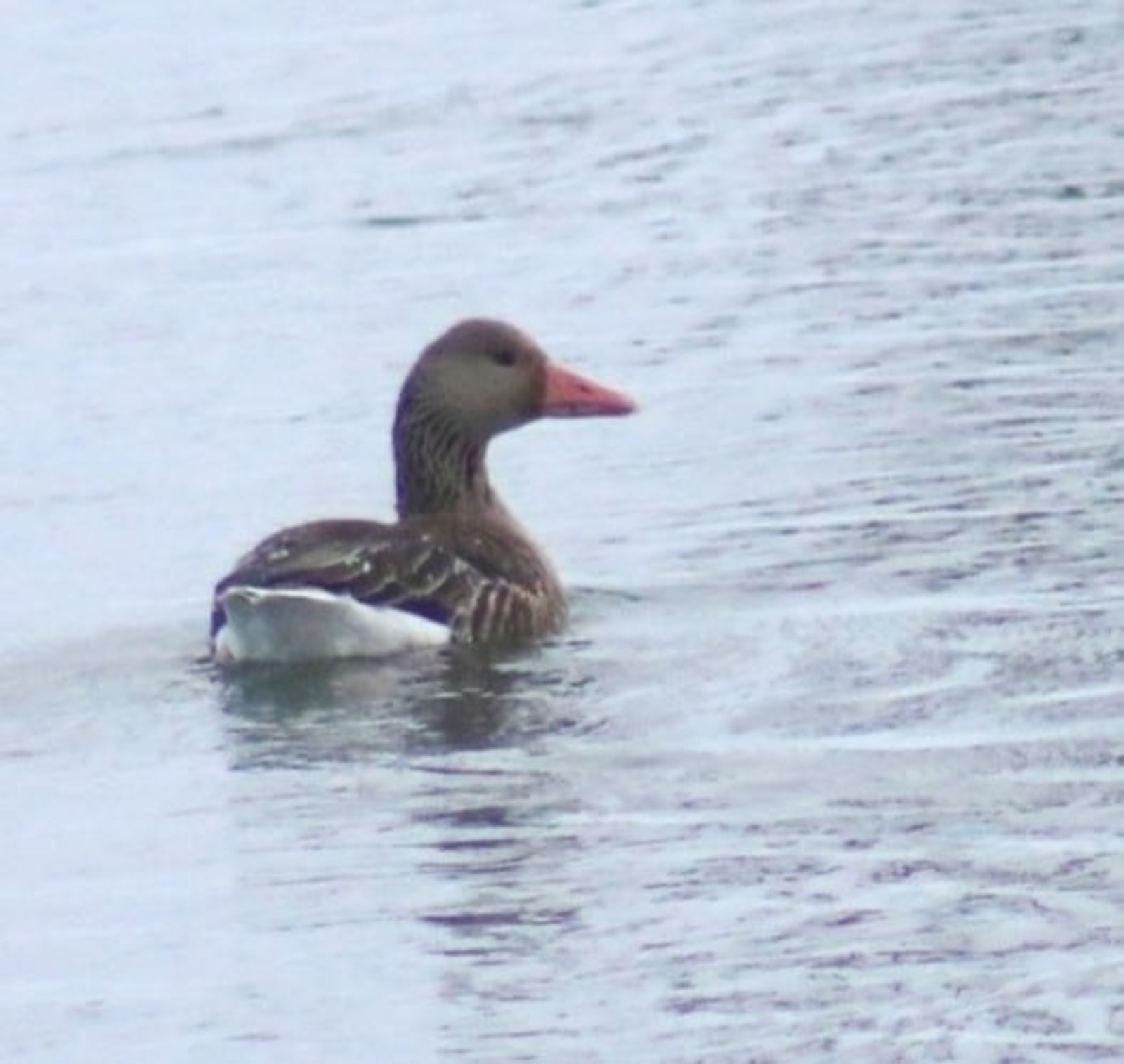 ИА Башинформ