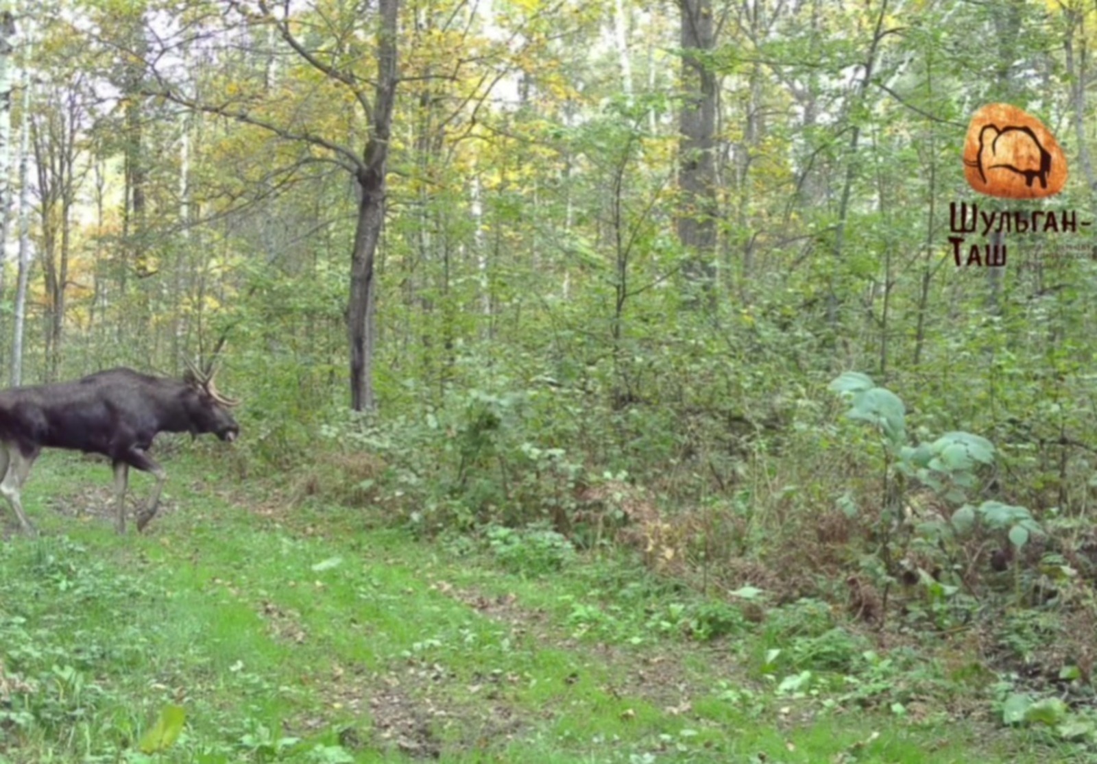 ИА Башинформ