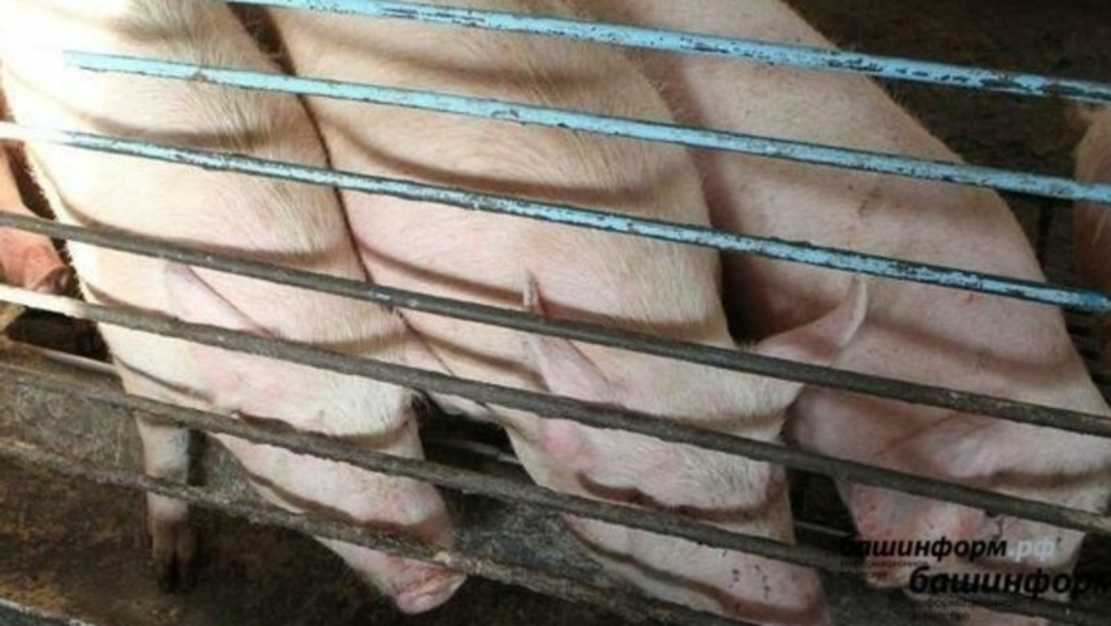 В Башкирии депутаты не будут принимать закон о запрете свиноводства в частных хозяйствах