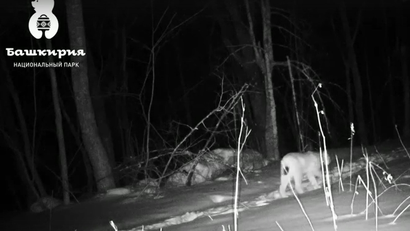 ИА Башинформ