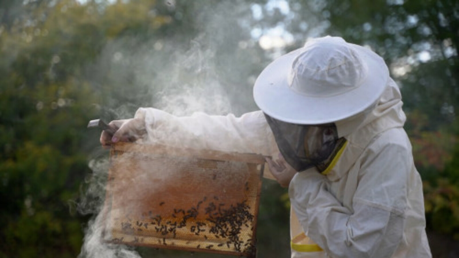 В Башкортостане будут бороться с нелегальным завозом пчел