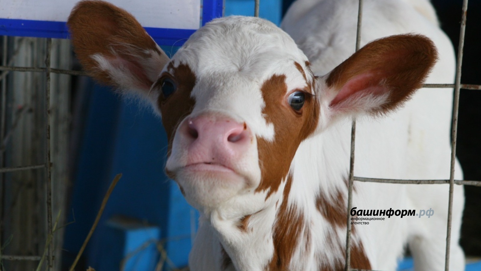 ИА Башинформ