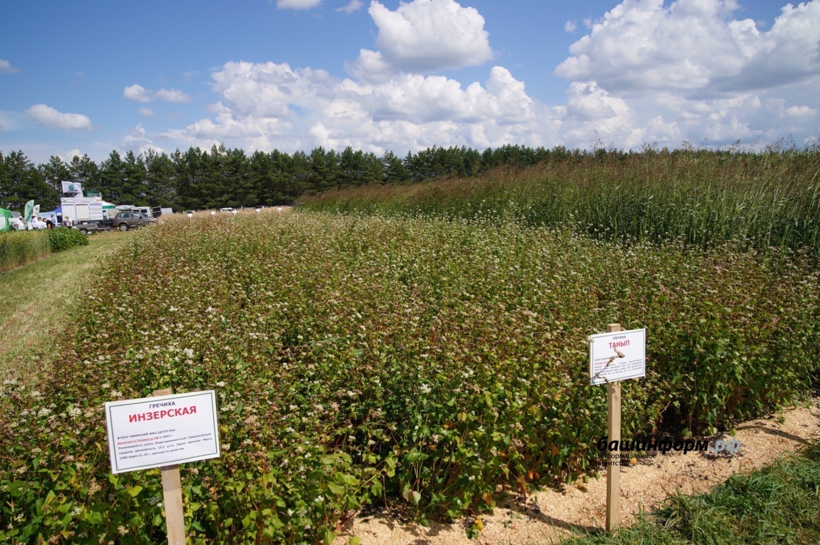 ИА Башинформ