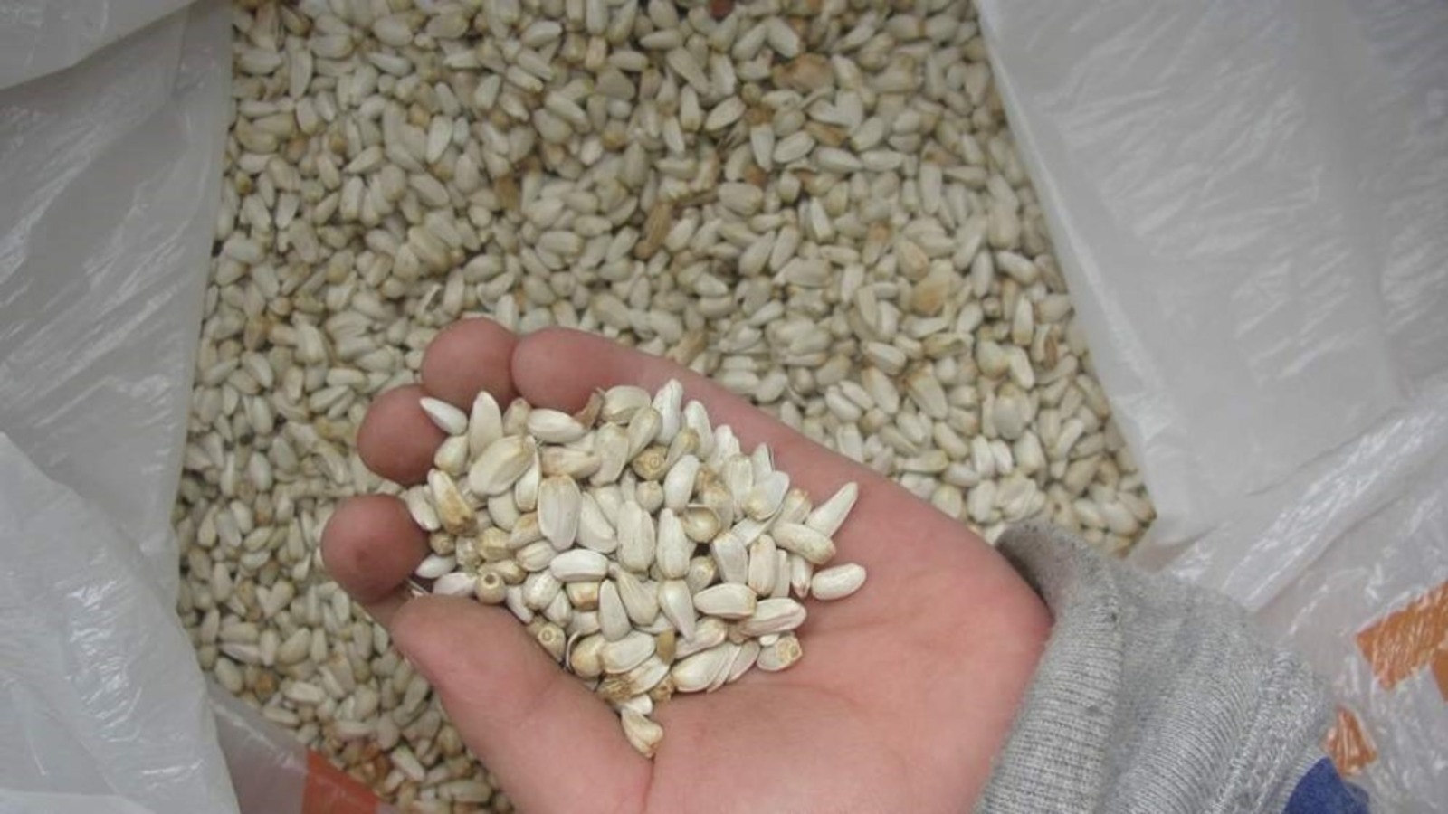 Башкирия экспортировала семена масличной и красильной культуры в Казахстан