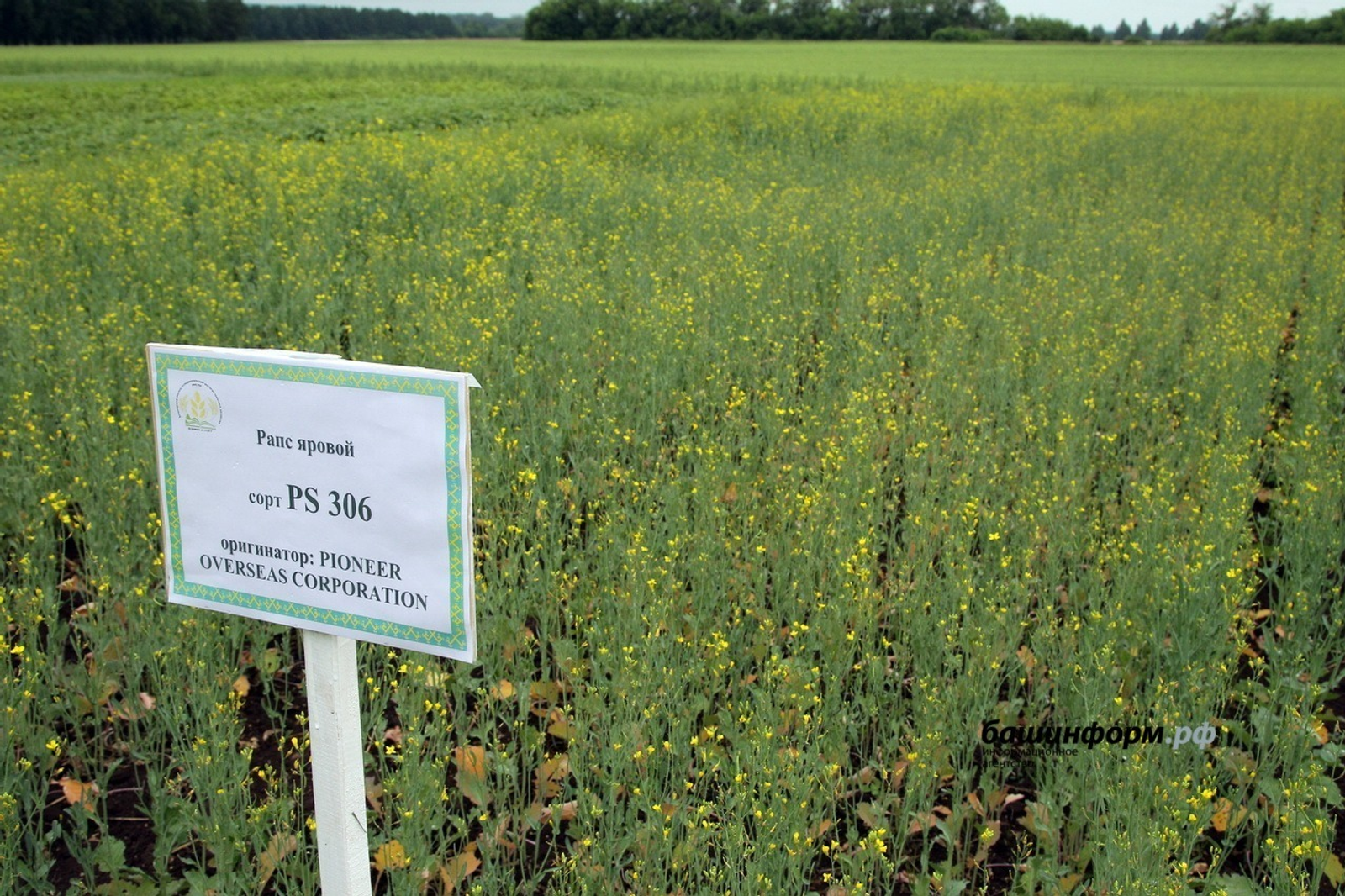 ИА Башинформ