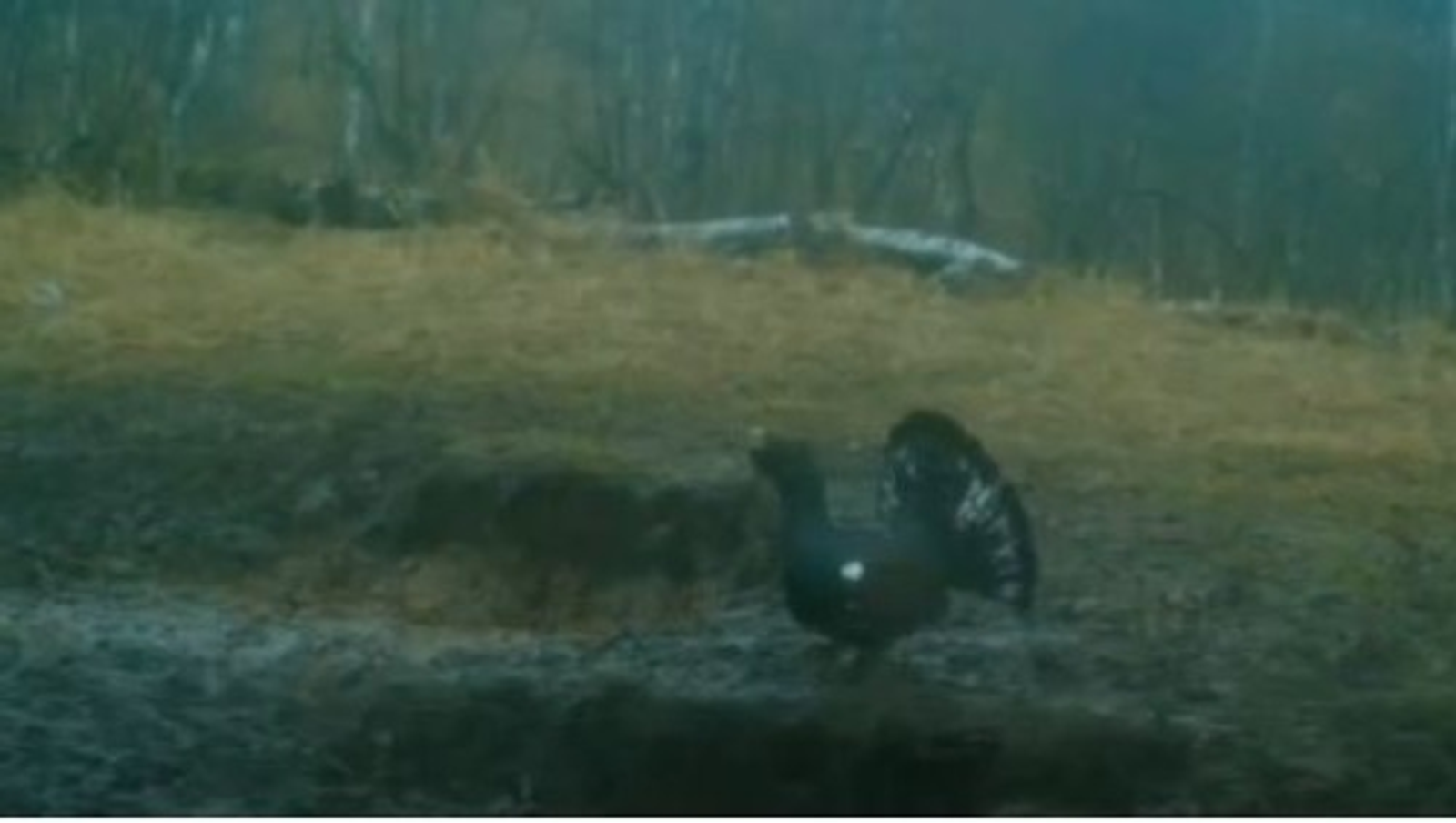 ИА Башинформ