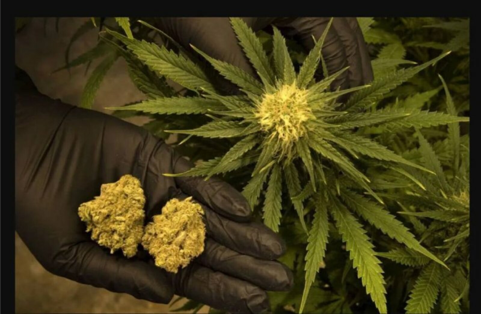 В Башкирии суд вынес приговор за сбор конопли во дворе дома