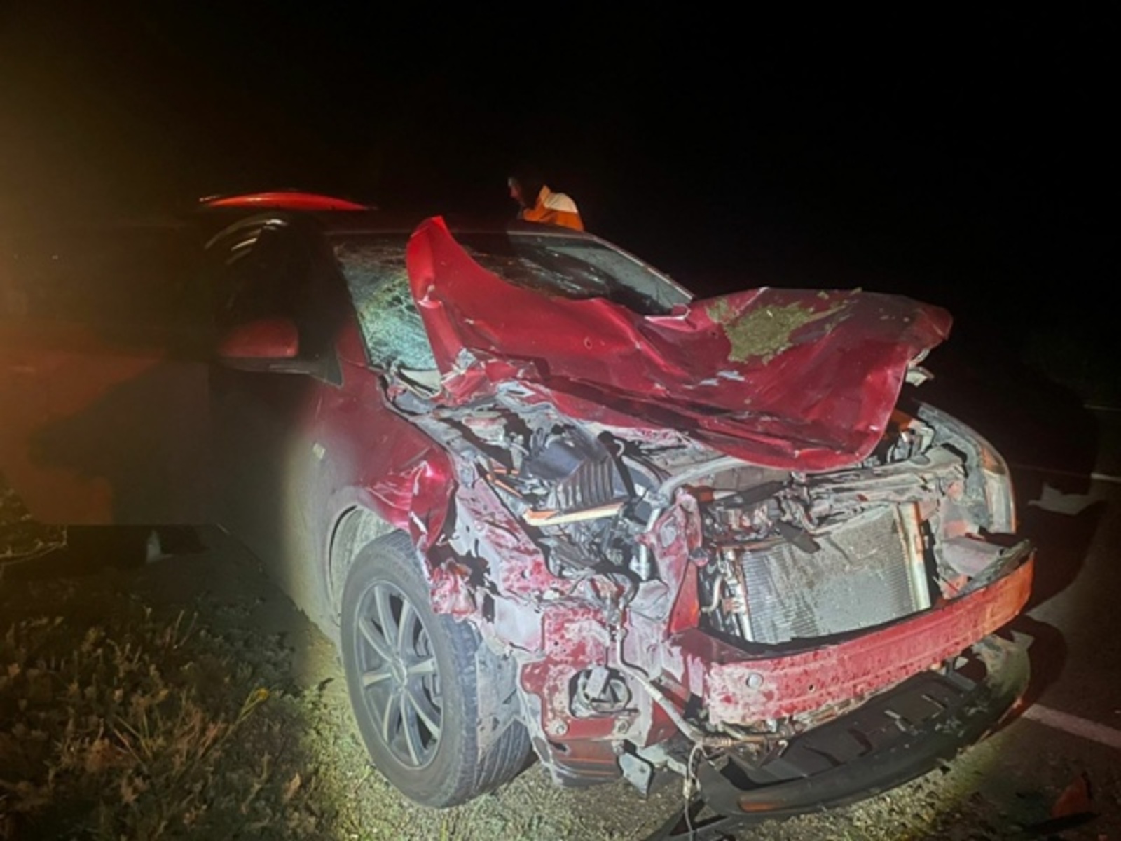 За последние две недели в Абзелиле произошли 8 ДТП с наездом на животных