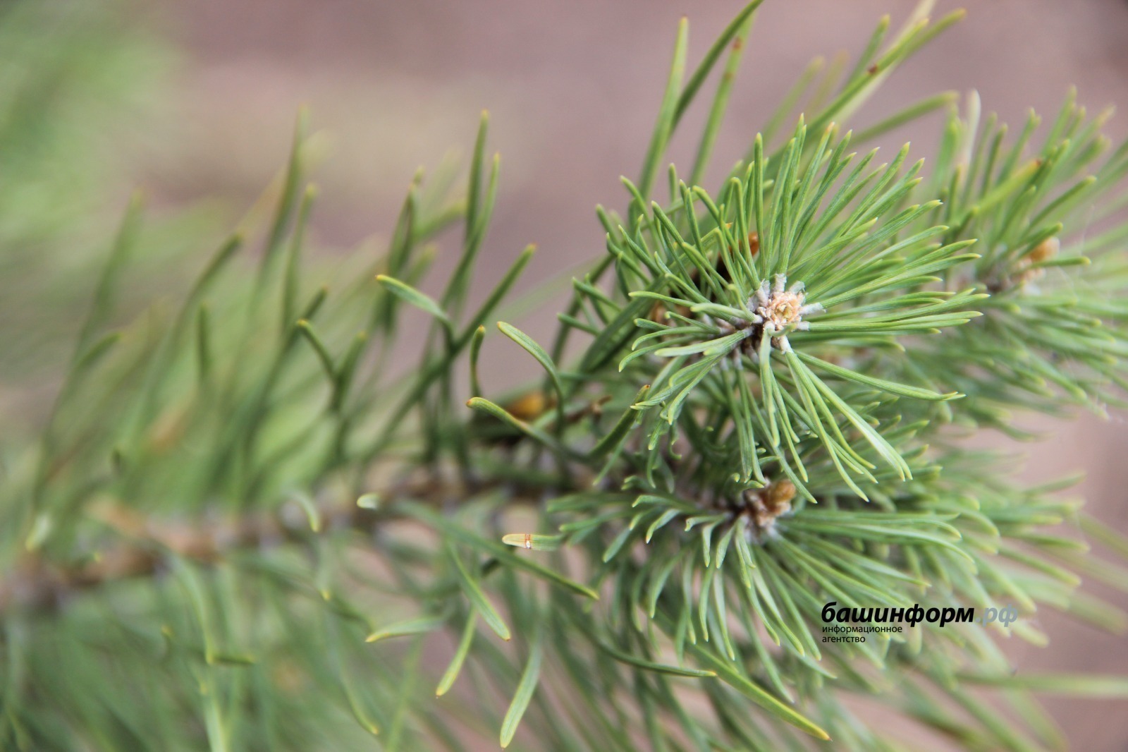 ИА Башинформ