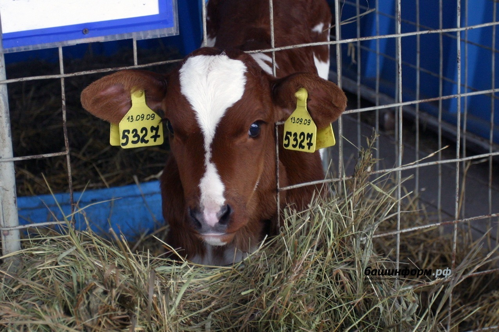 ИА Башинформ