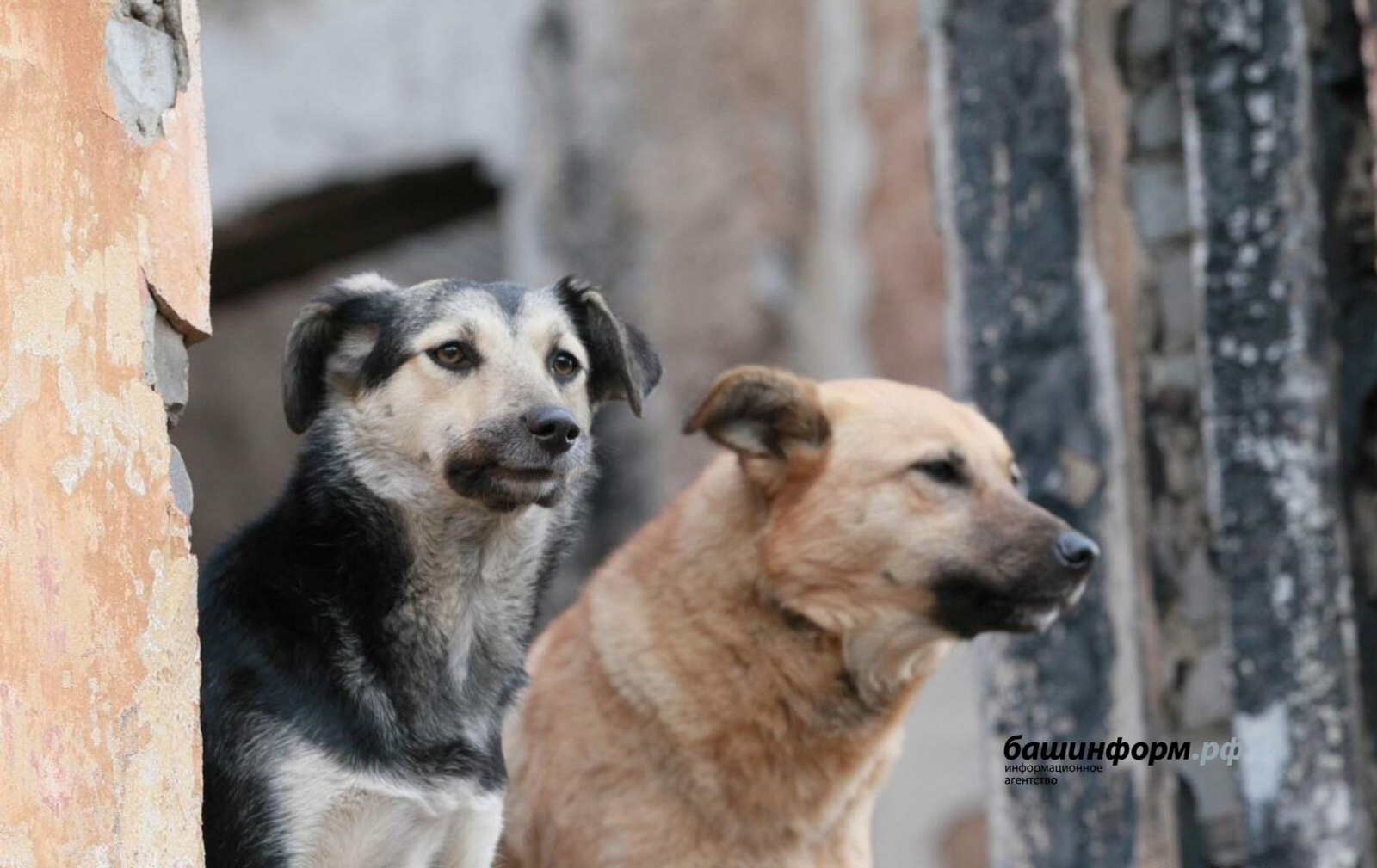 ИА Башинформ