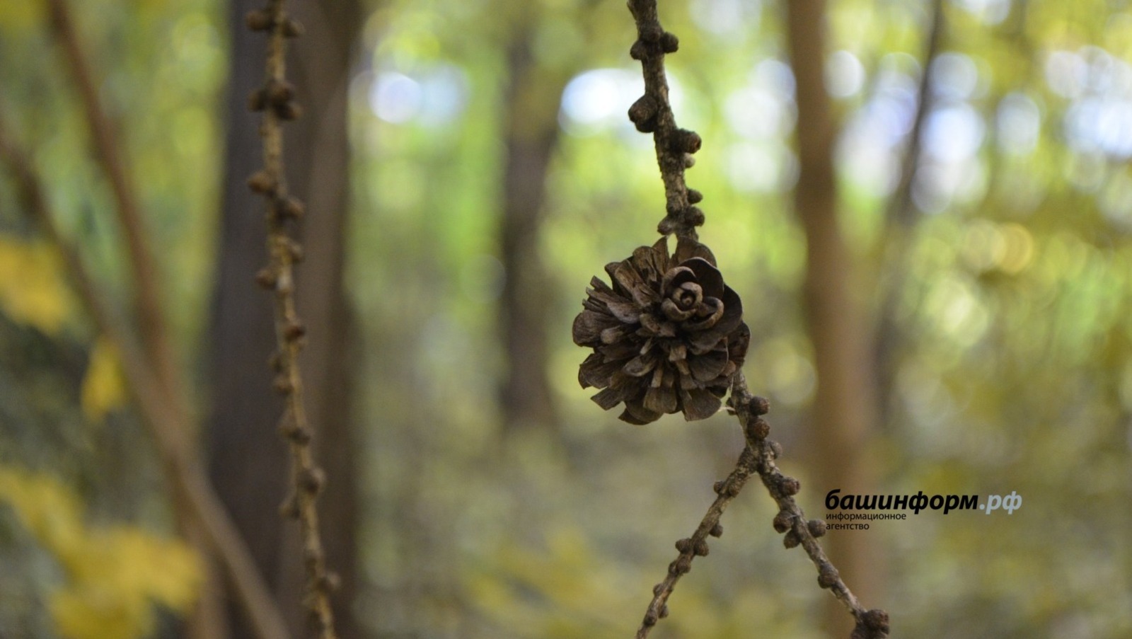 ИА Башинформ