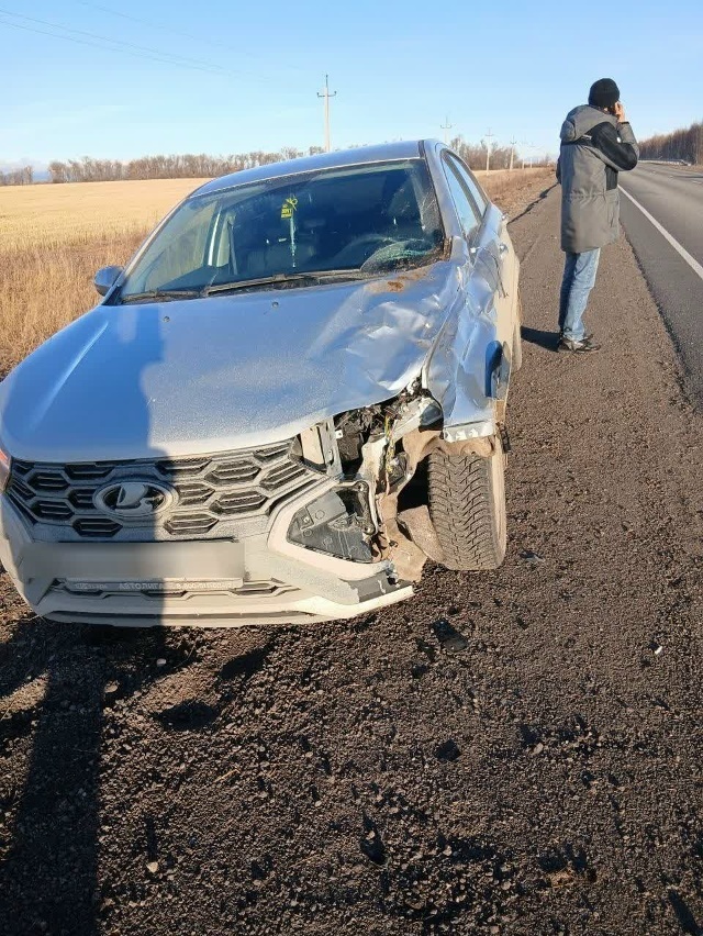 Произошло три  ДТП с наездом на животных