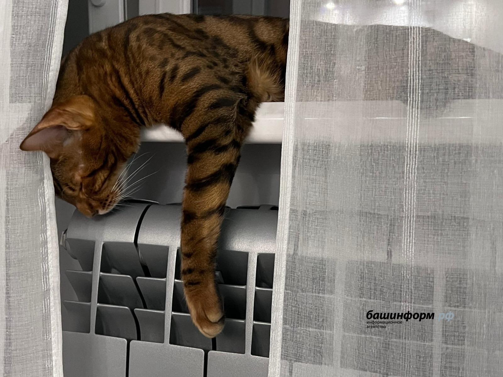 ИА Башинформ