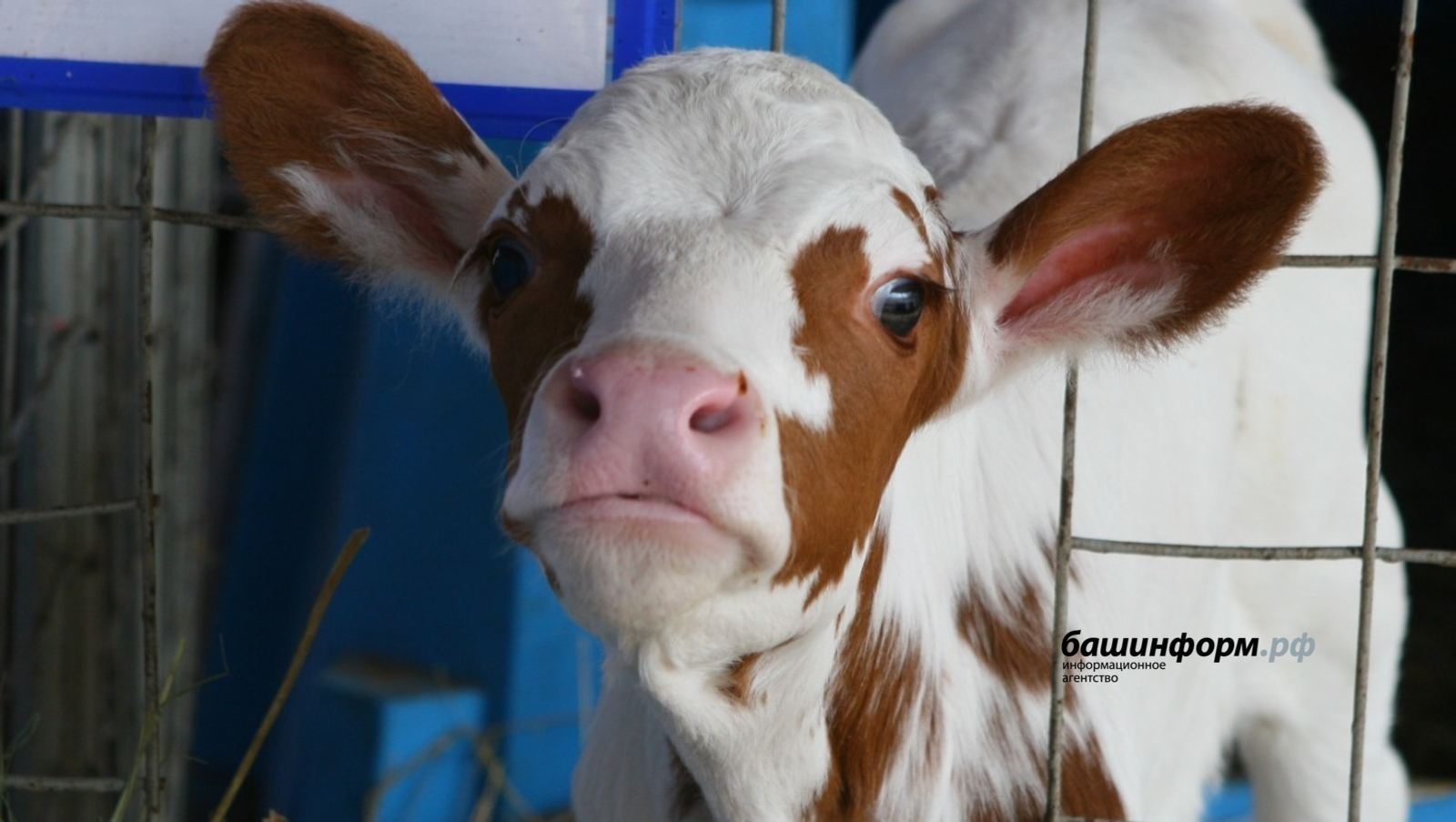 ИА Башинформ