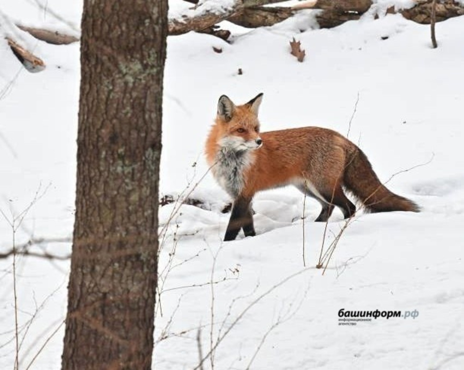 ИА Башинформ