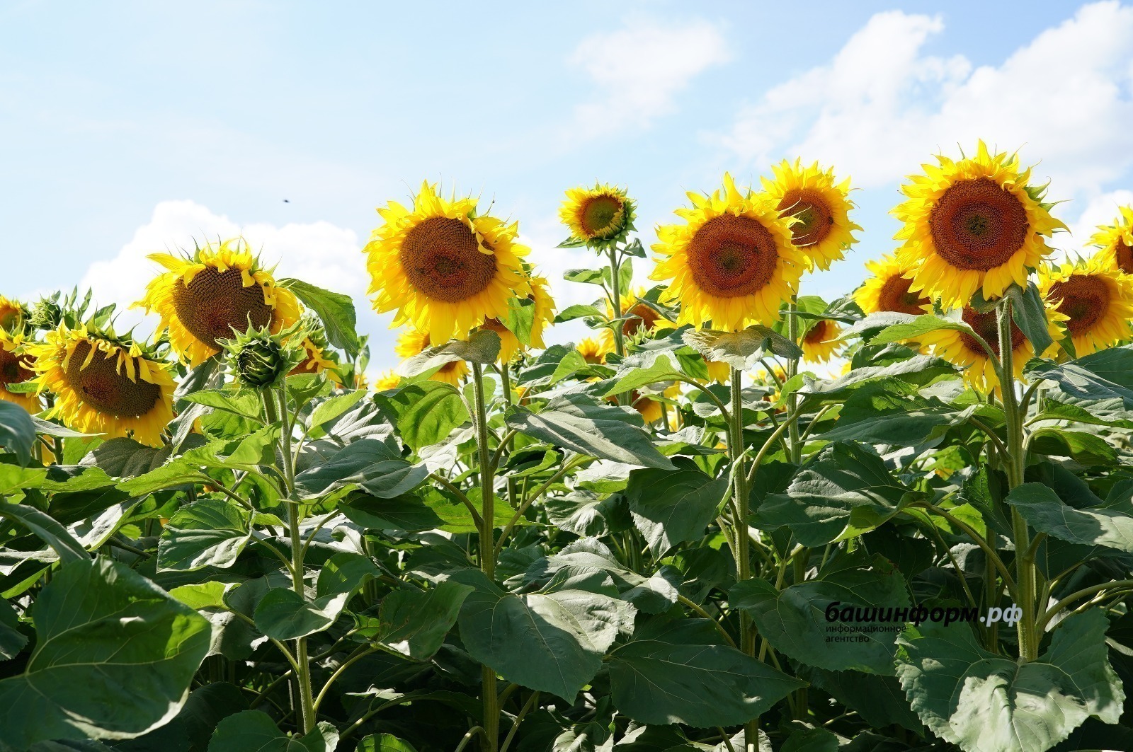 Башкирия экспортировала с начала года 68,7 тысячи тонн подсолнечного шрота