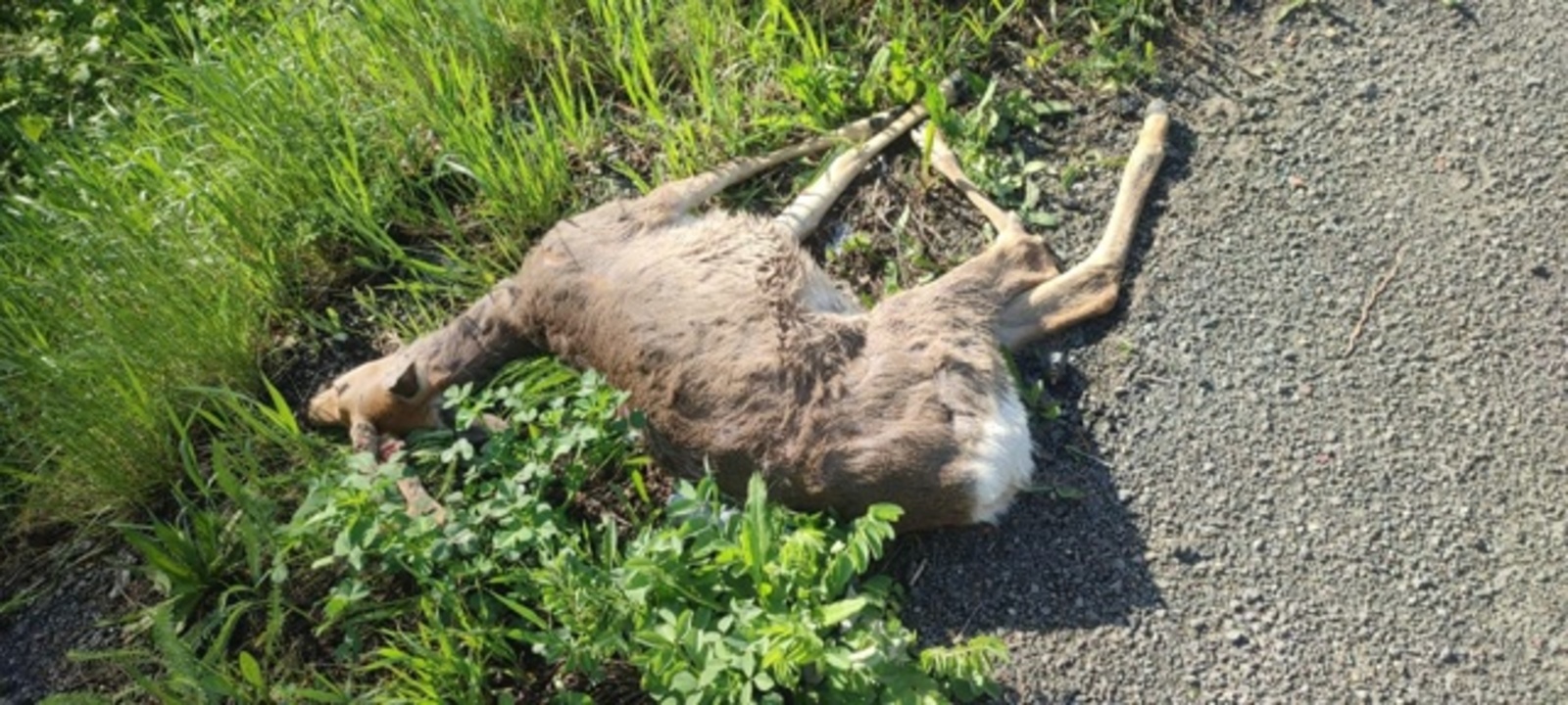 В Башкирии на одном и том же участке дороги произошло два наезда на косуль