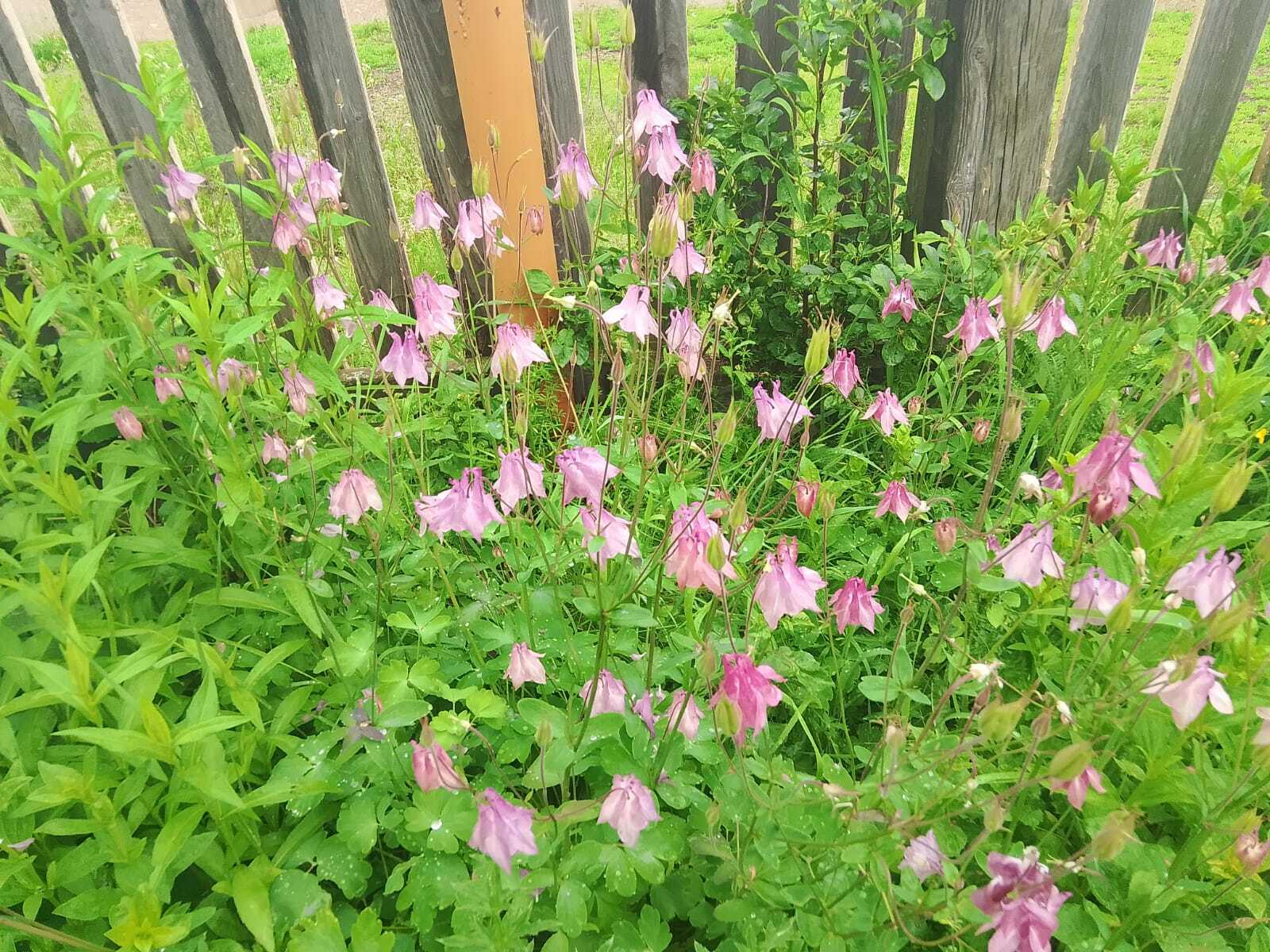 Какую погоду ожидать на выходные?