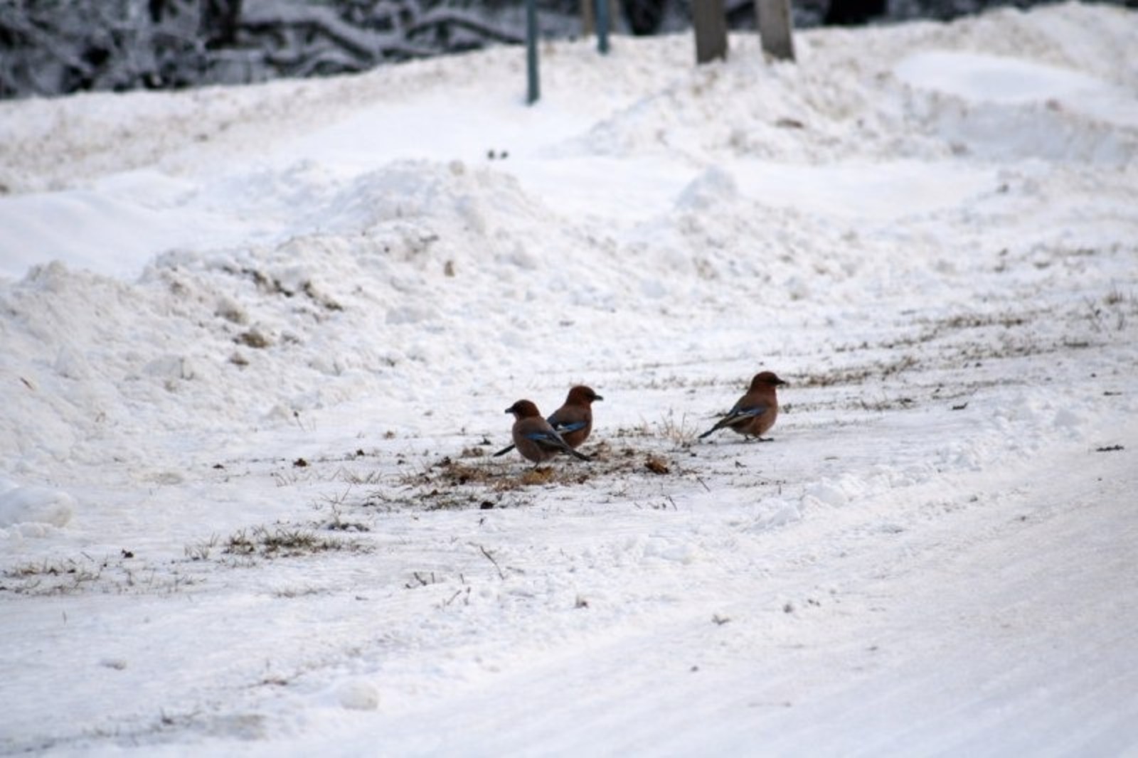 ИА Башинформ