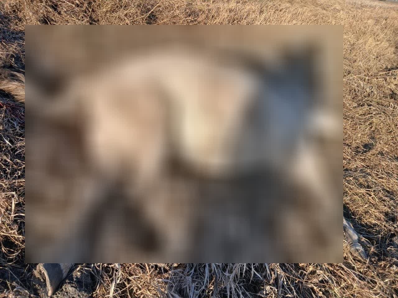 Произошло три  ДТП с наездом на животных