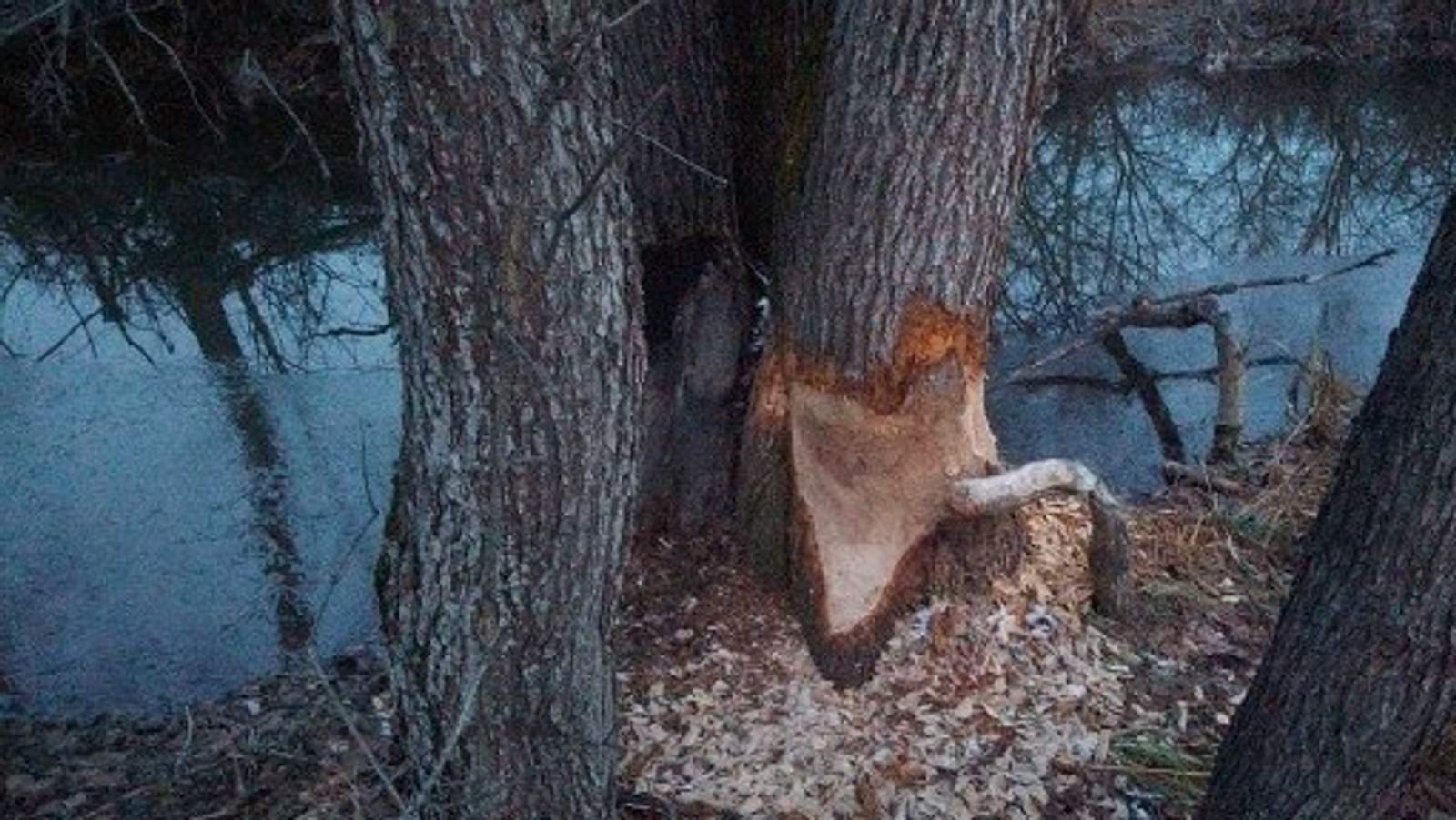 ИА Башинформ