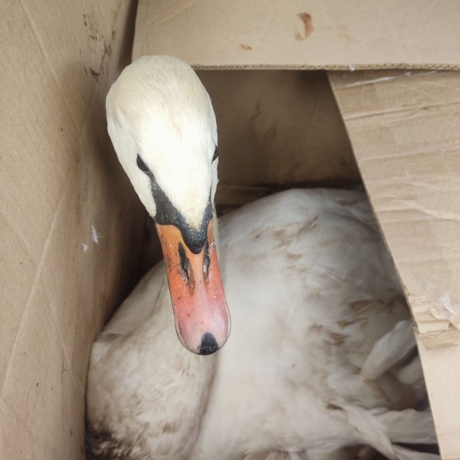 ИА Башинформ