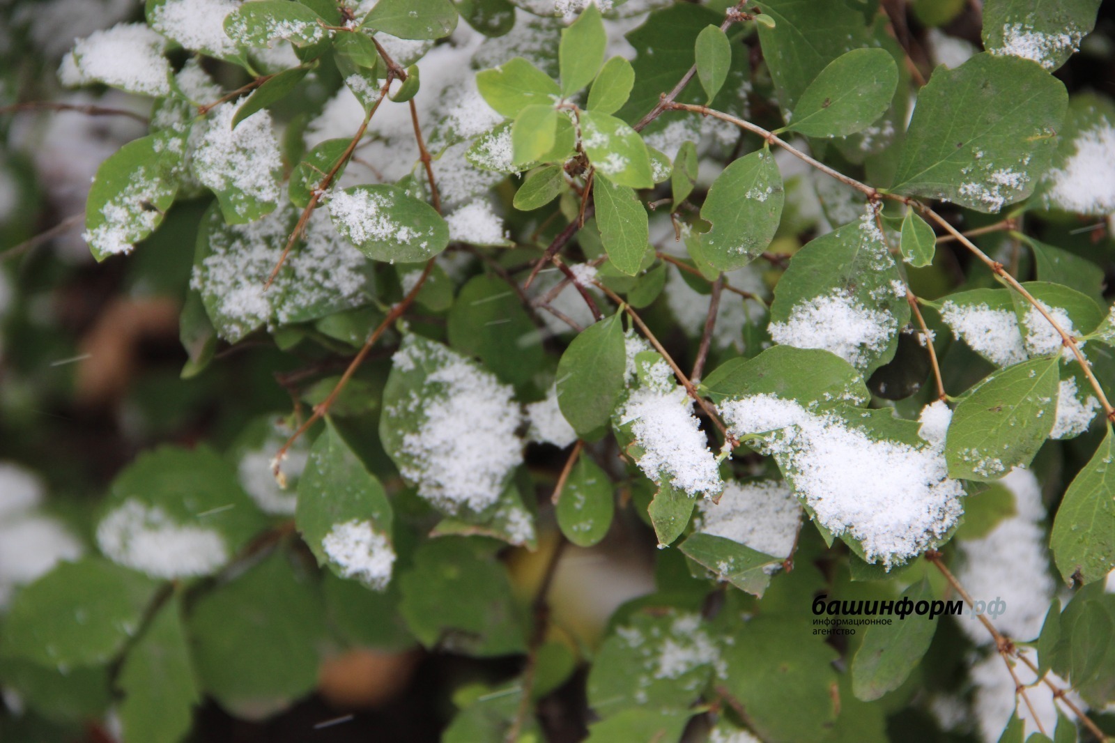 ИА Башинформ