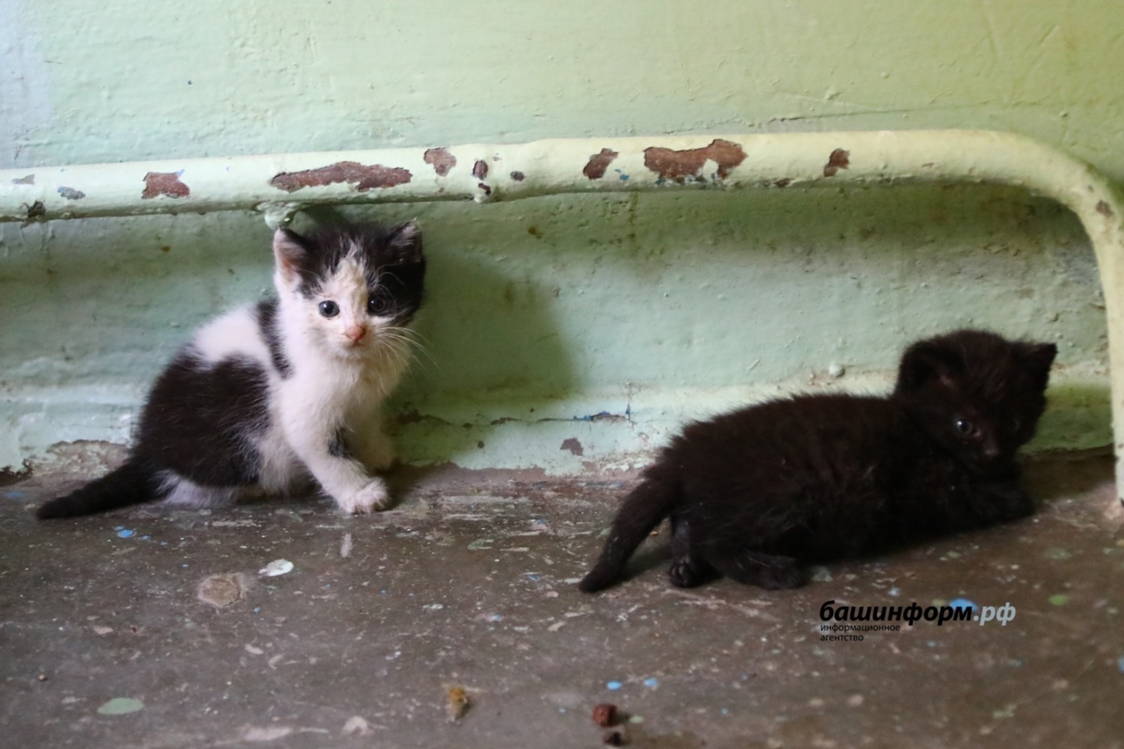 ИА Башинформ