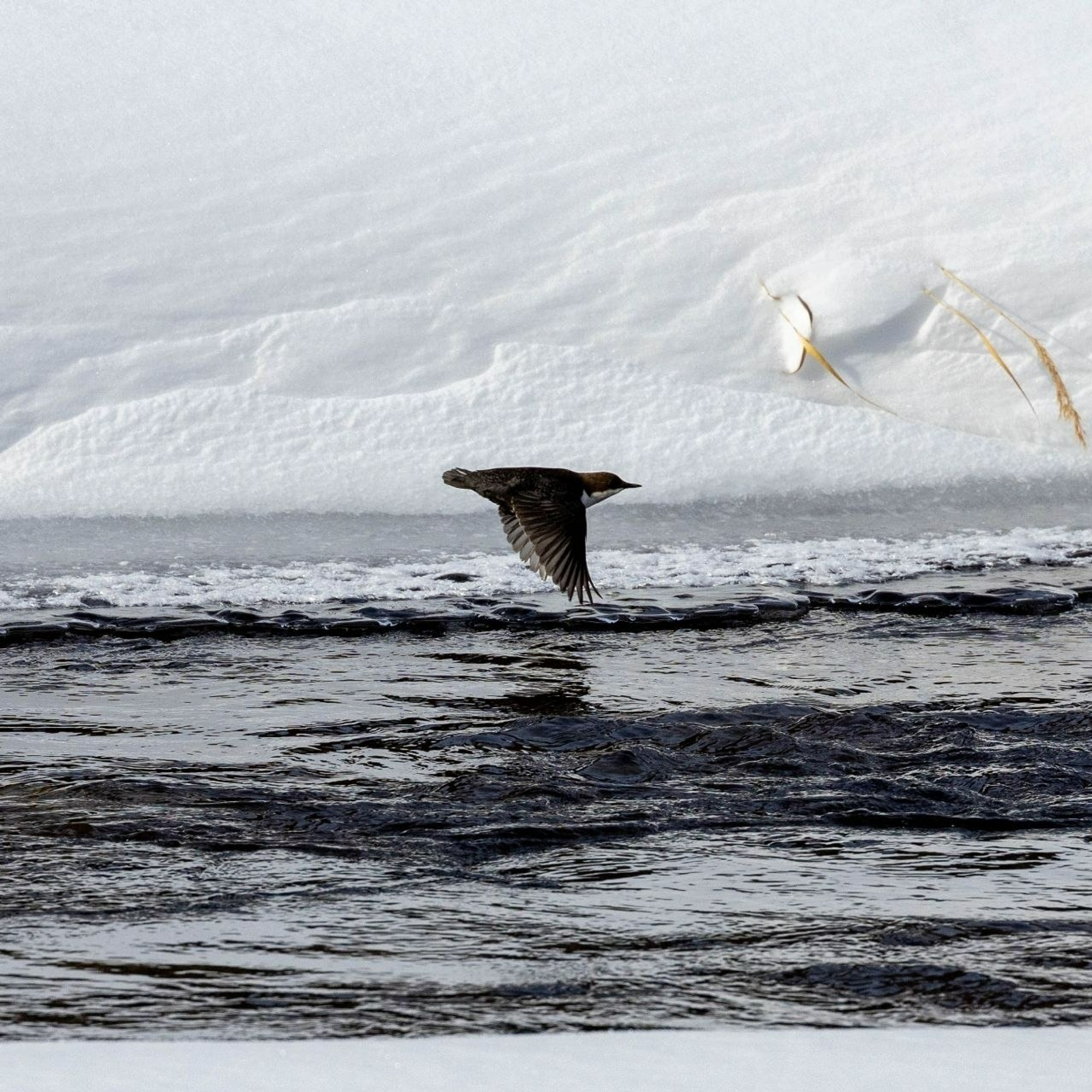 ИА Башинформ