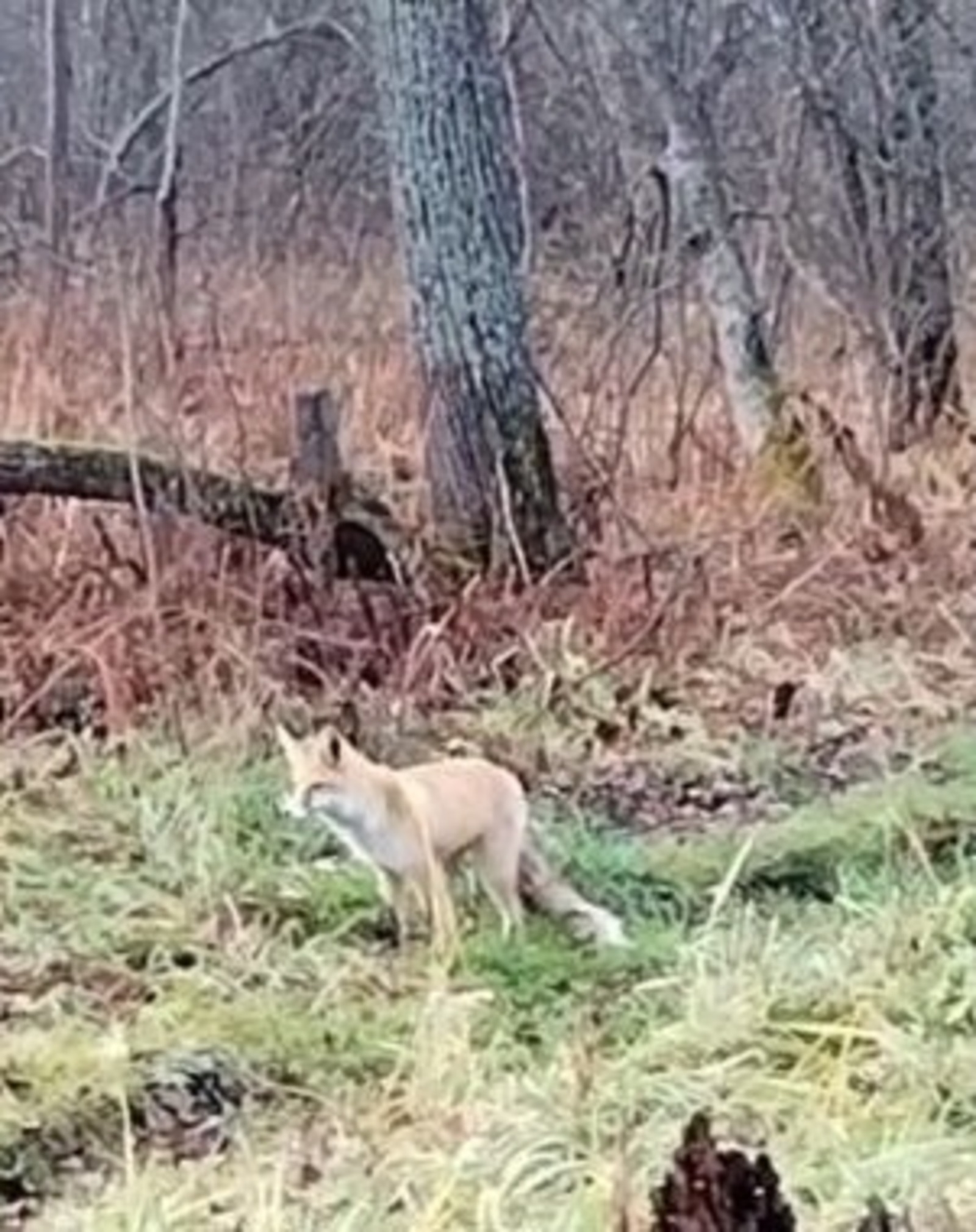 ИА Башинформ