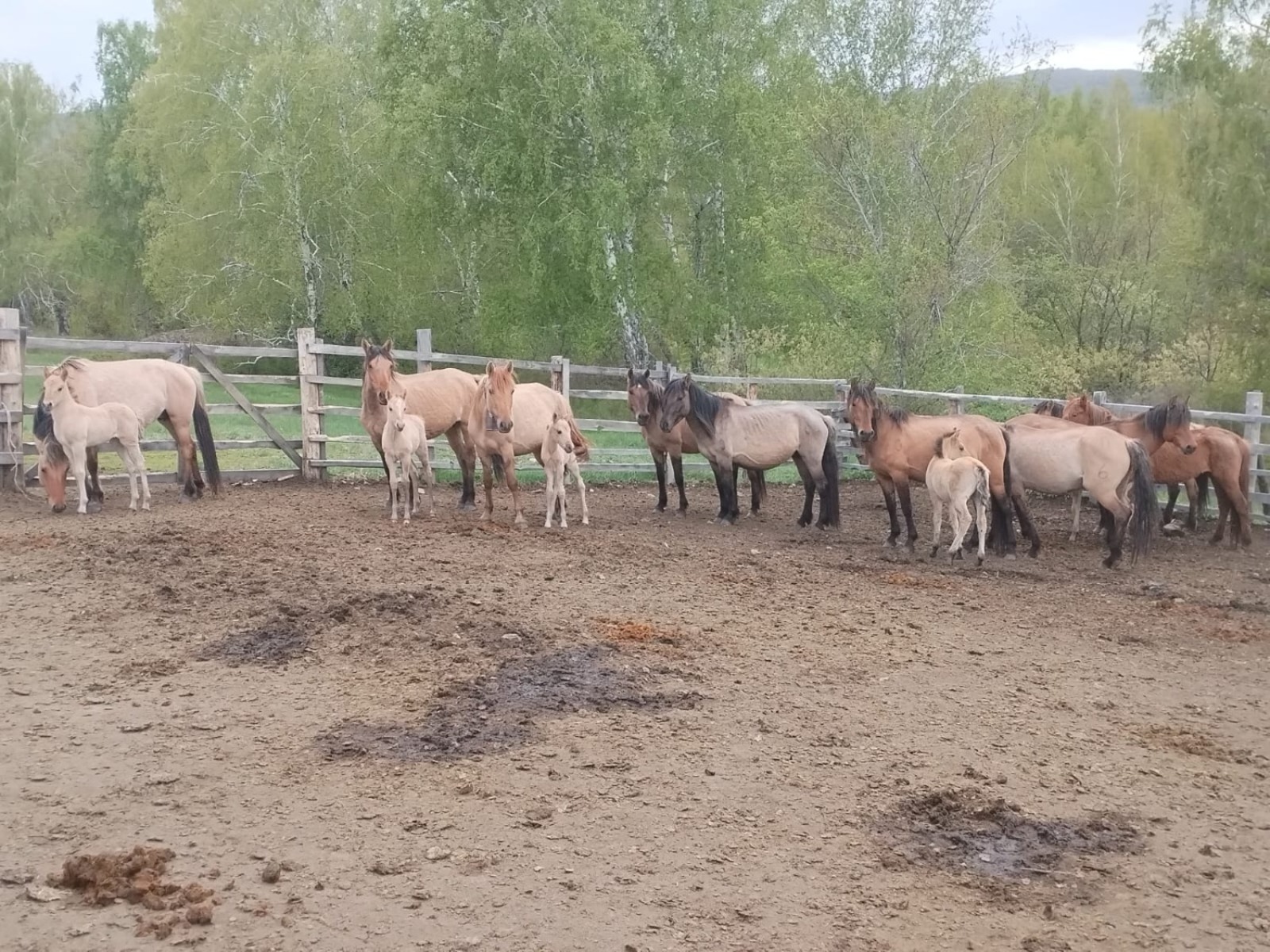 Как Башкирия сохраняет свою уникальную породу лошадей